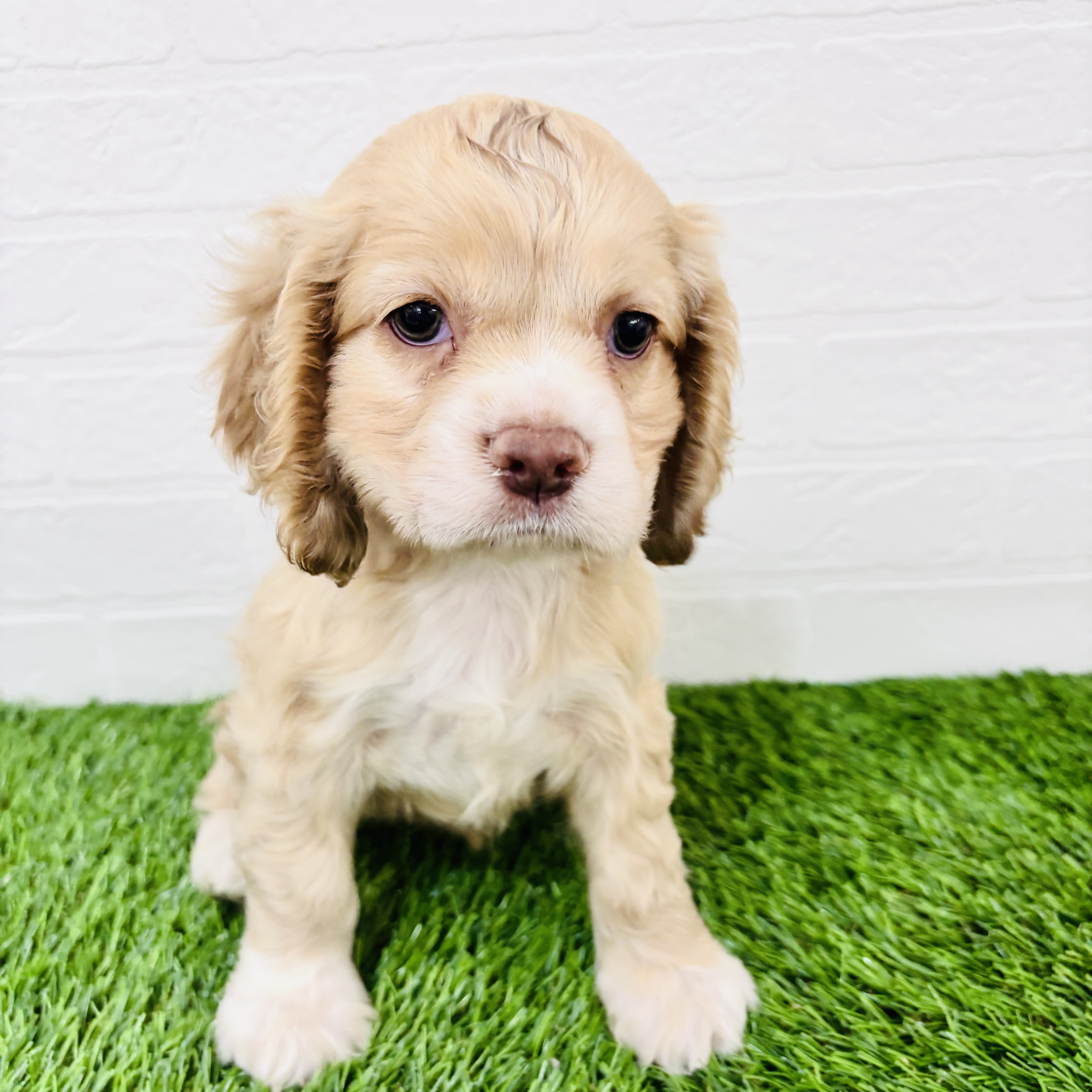 埼玉県のアメリカンコッカースパニエル (ワンニャンハウス春日部店/2025年9月13日生まれ/女の子/バフ&ホワイト)の子犬の3枚目の画像