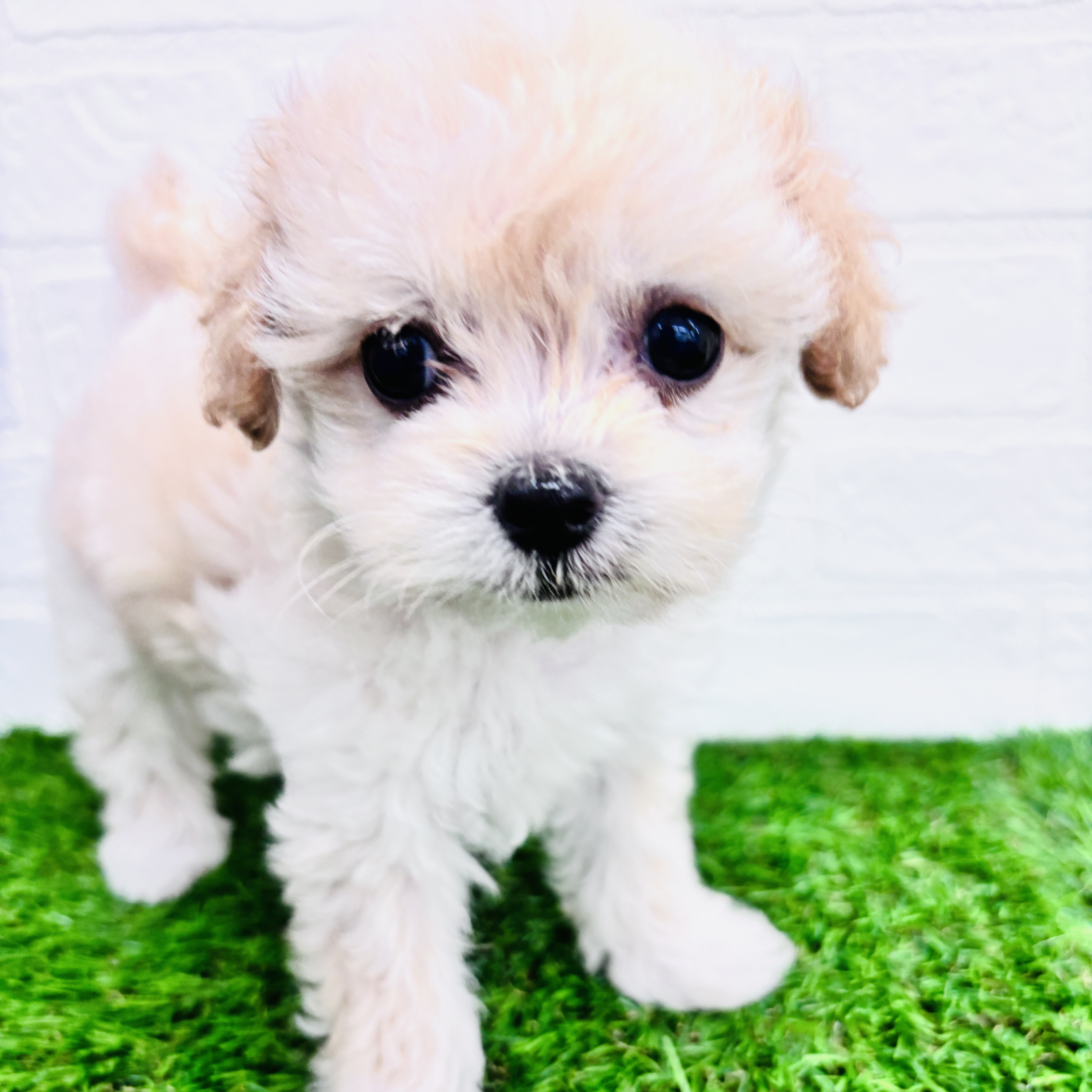 埼玉県のチワプー/プーチー(チワワ×プードル) (ワンニャンハウス春日部店/2025年9月6日生まれ/女の子/アプリコット)の子犬の1枚目の画像