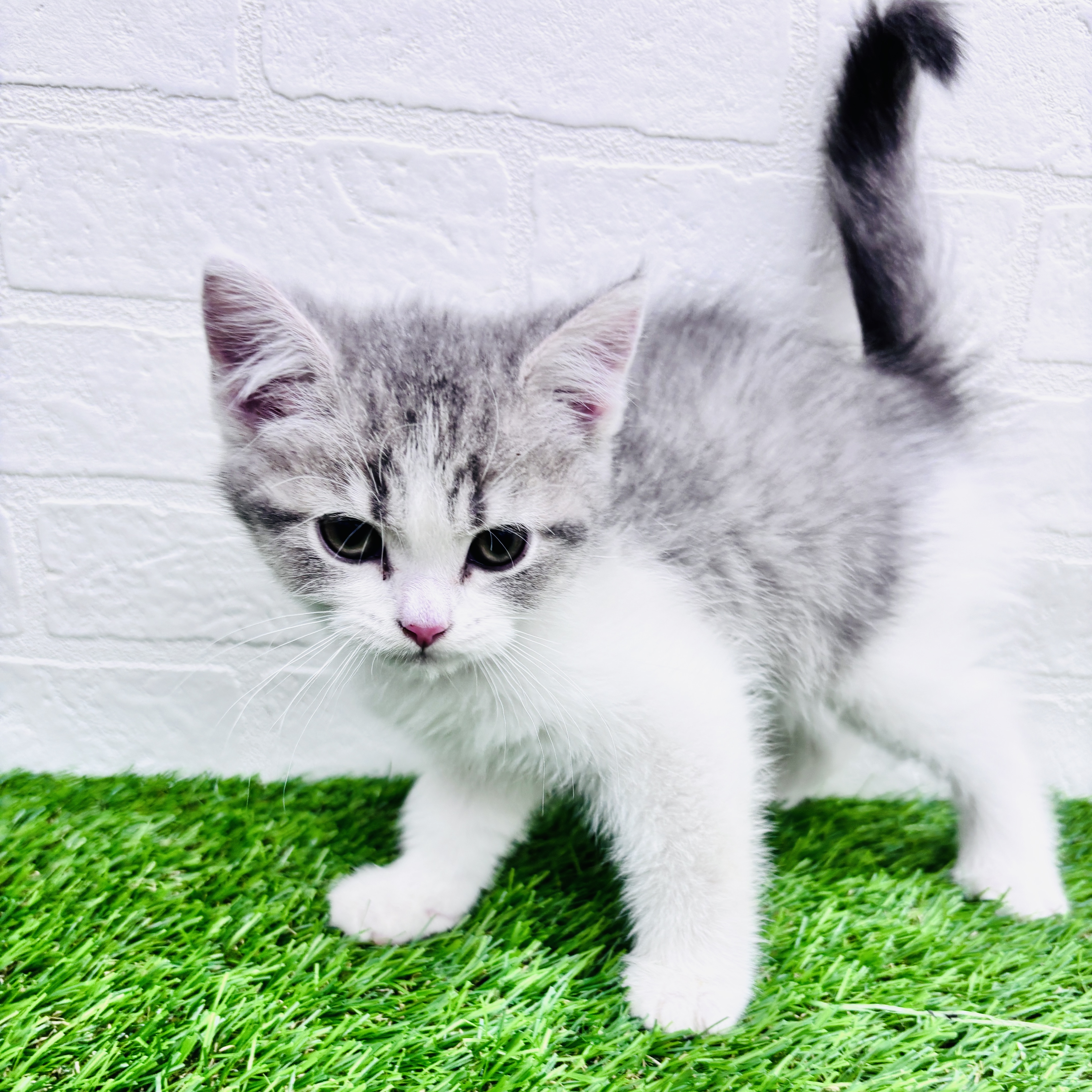 埼玉県のマンチカン (ワンニャンハウス春日部店/2025年8月24日生まれ/女の子/ブルータビーホワイト)の子猫の2枚目の画像