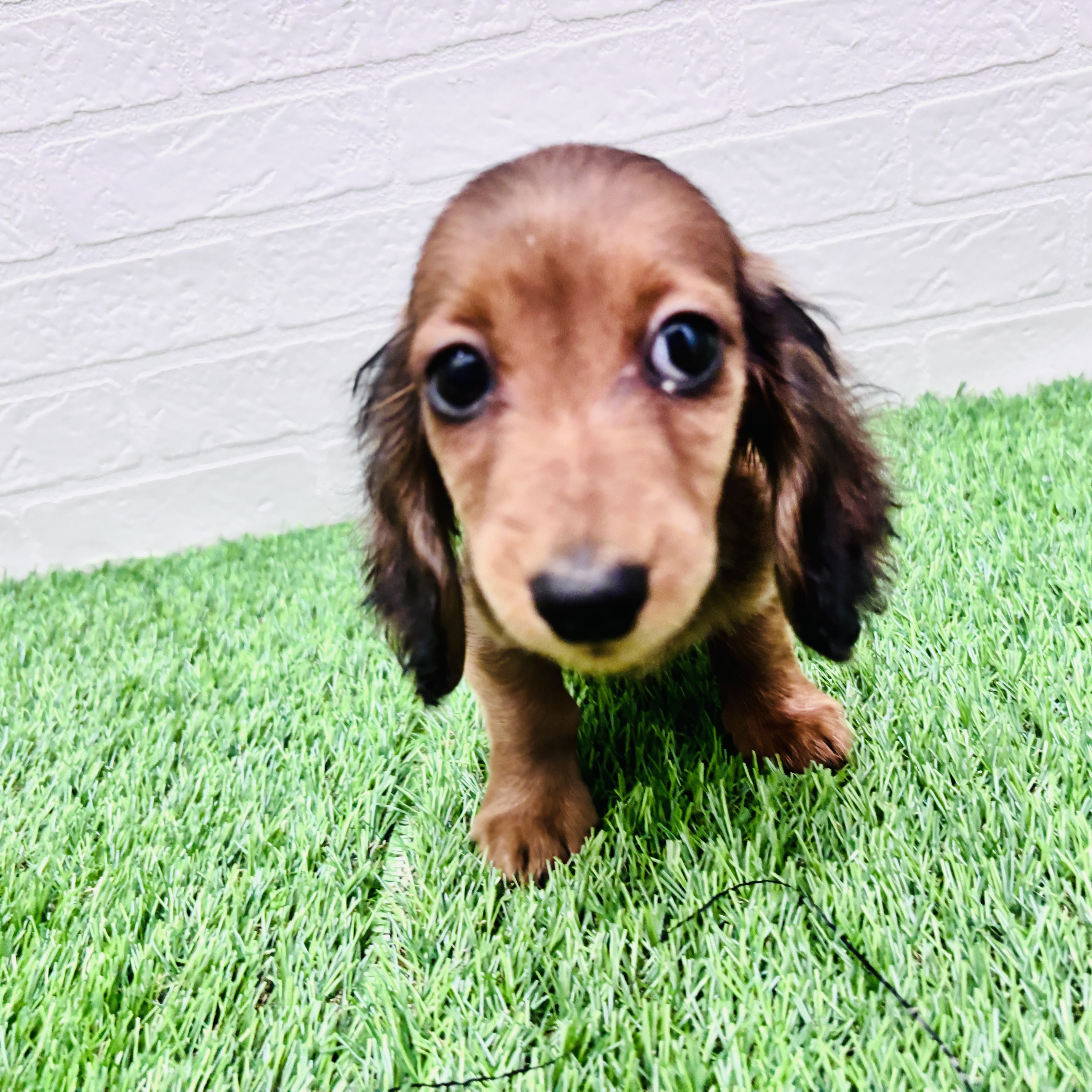 埼玉県のミニチュアダックスフンド(ロング) (ワンニャンハウス春日部店/2025年11月30日生まれ/男の子/レッド)の子犬の1枚目の画像