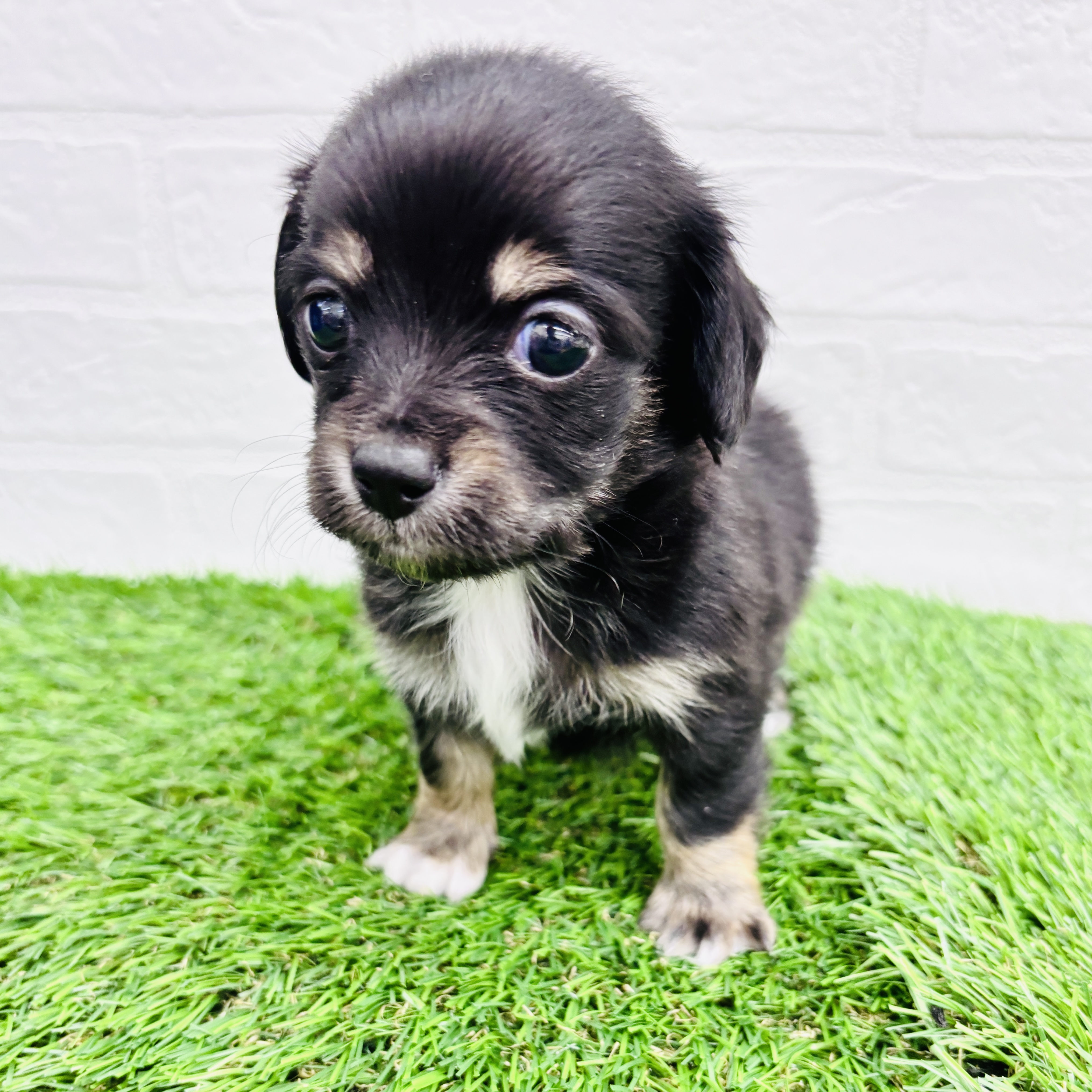 埼玉県のチワックス(チワワ×ダックス) (ワンニャンハウス春日部店/2025年9月9日生まれ/男の子/ブラックタン)の子犬の1枚目の画像