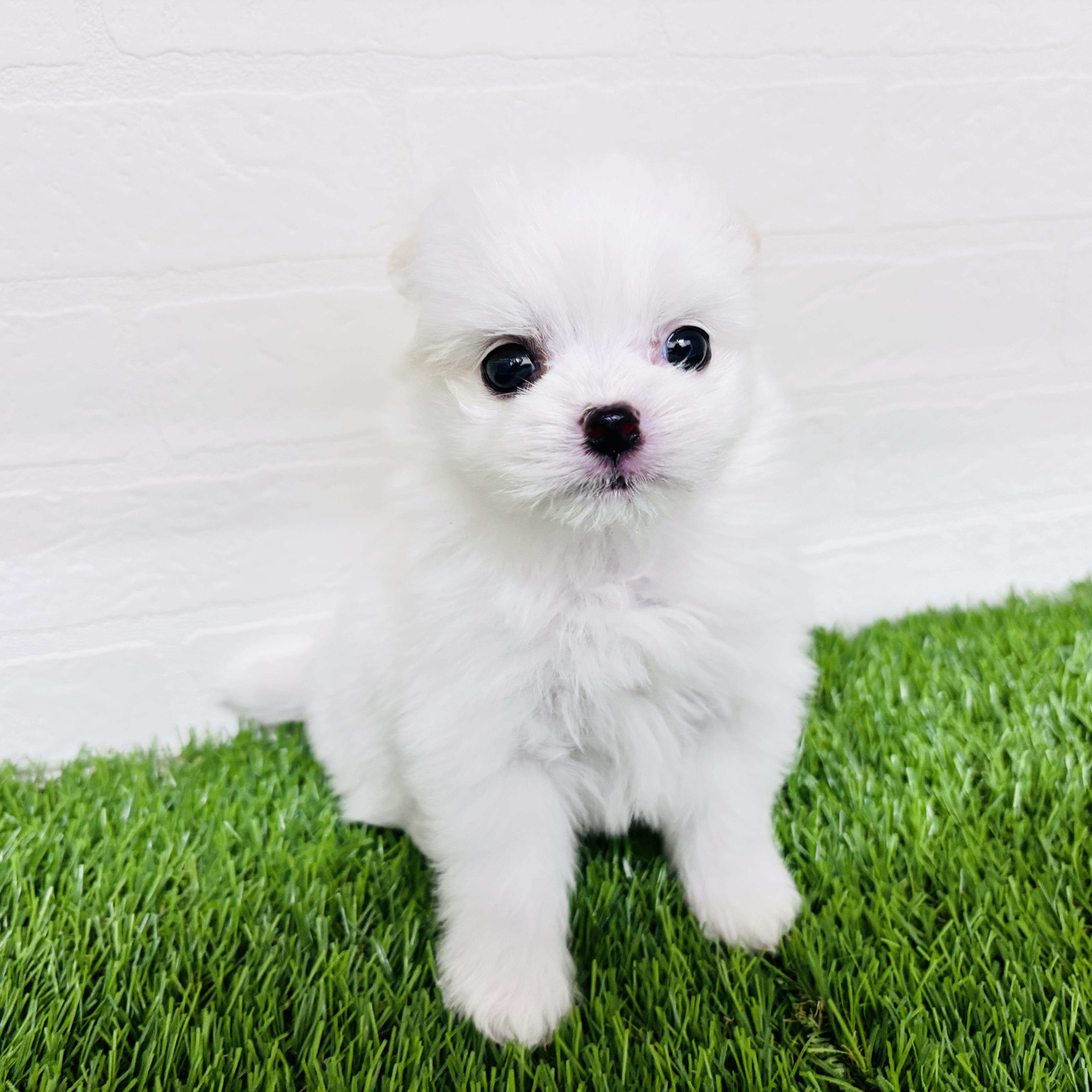 埼玉県のポメマル/マルポメ(ポメラニアン×マルチーズ) (ワンニャンハウス春日部店/2025年10月27日生まれ/女の子/クリームホワイト)の子犬の1枚目の画像