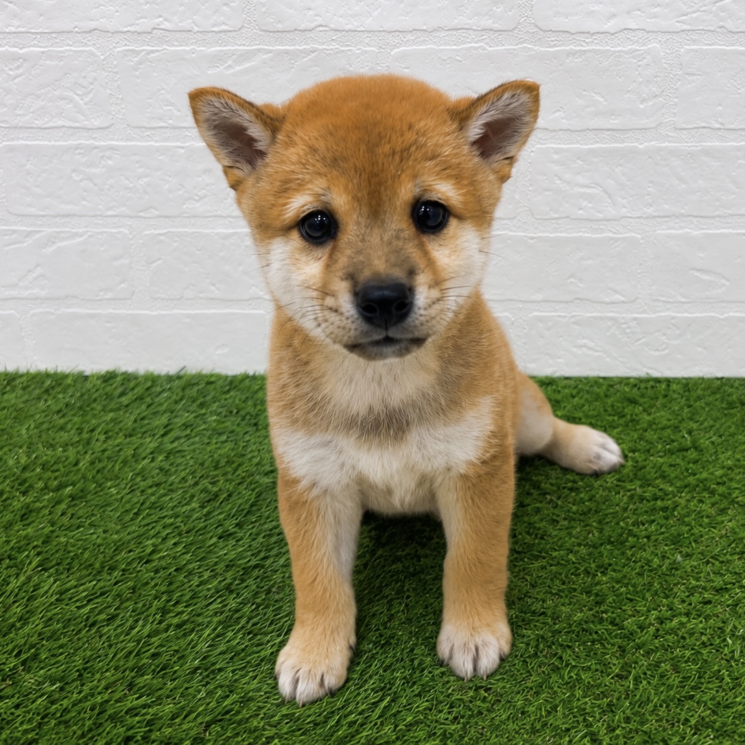 埼玉県の豆柴 (ワンニャンハウス春日部店/2026年6月14日生まれ/女の子/赤)の子犬の1枚目の画像