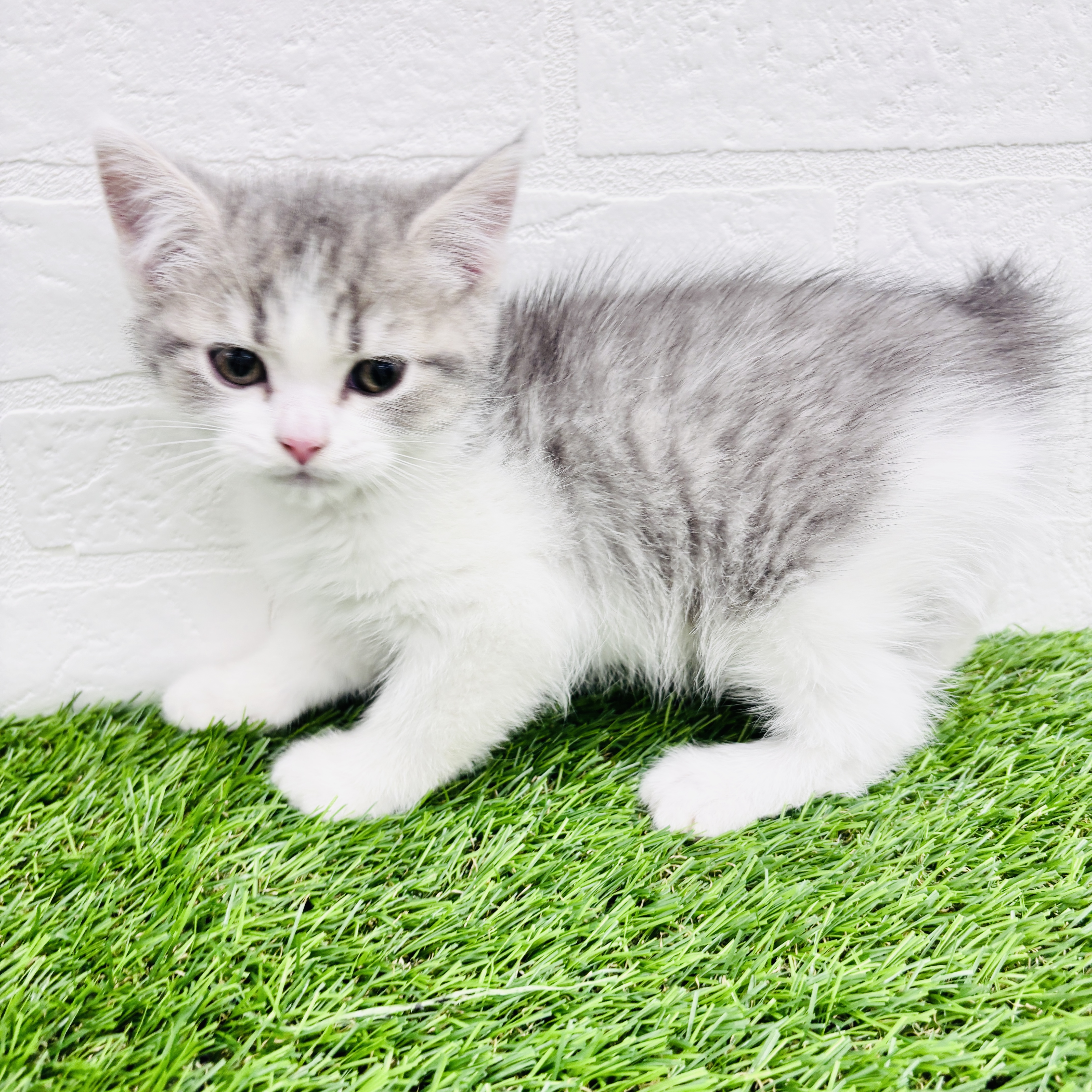 埼玉県のマンチカン (ワンニャンハウス春日部店/2025年8月24日生まれ/女の子/ブルータビーホワイト)の子猫の3枚目の画像