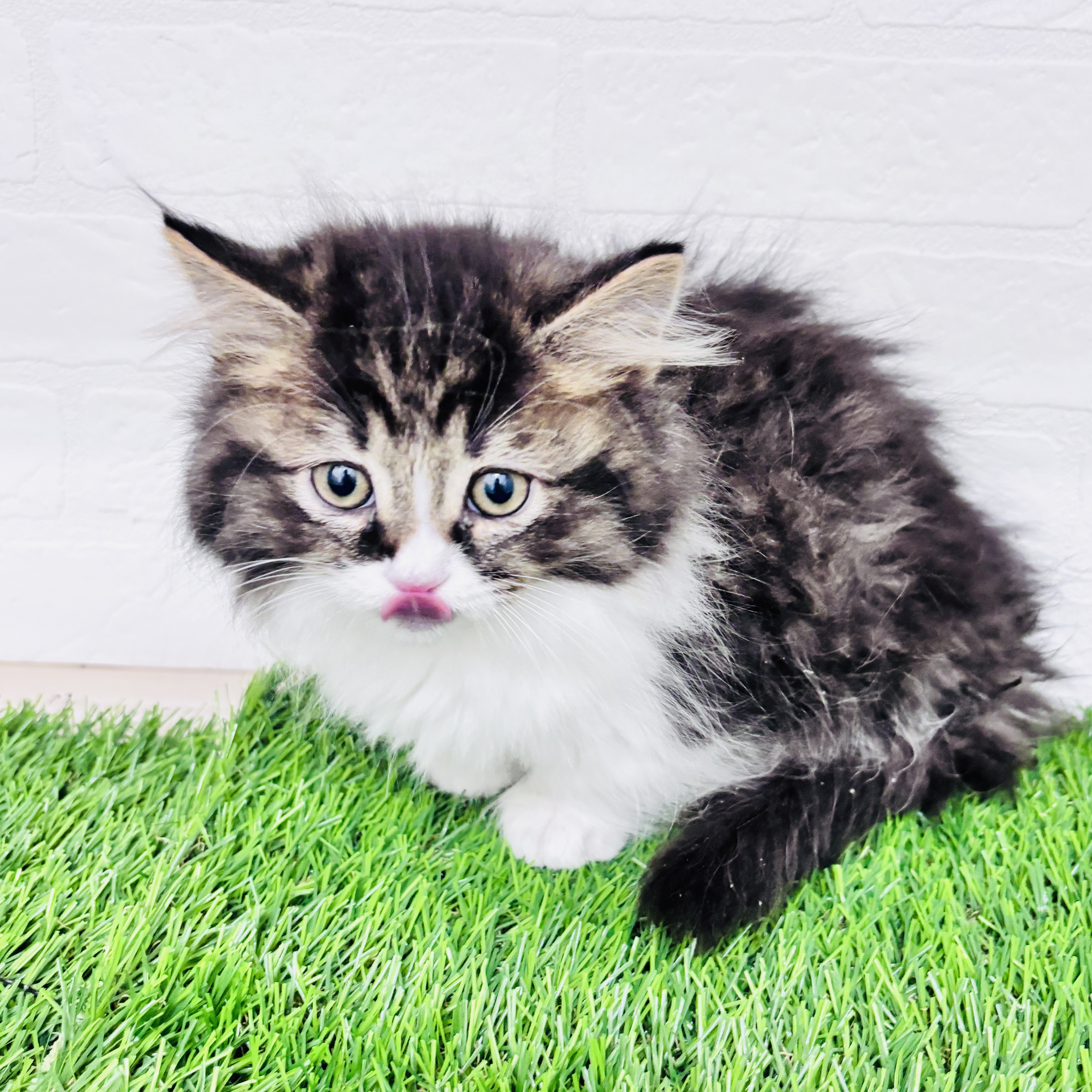 埼玉県のミヌエット (ワンニャンハウス春日部店/2025年10月10日生まれ/男の子/ブラックタビーホワイト)の子猫の3枚目の画像