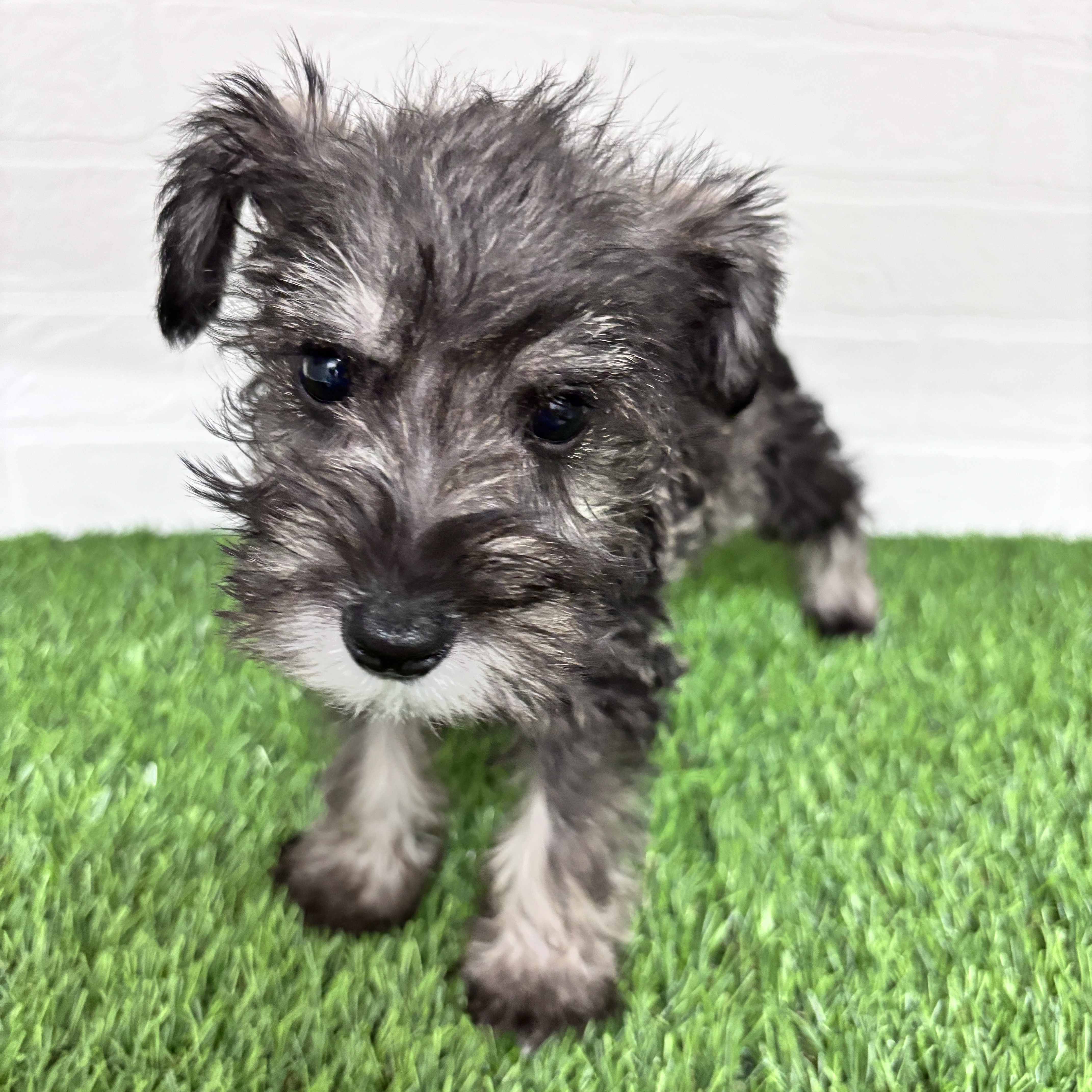 埼玉県のミニチュアシュナウザー (ワンニャンハウス春日部店/2025年10月12日生まれ/男の子/ソルトペッパー)の子犬の1枚目の画像