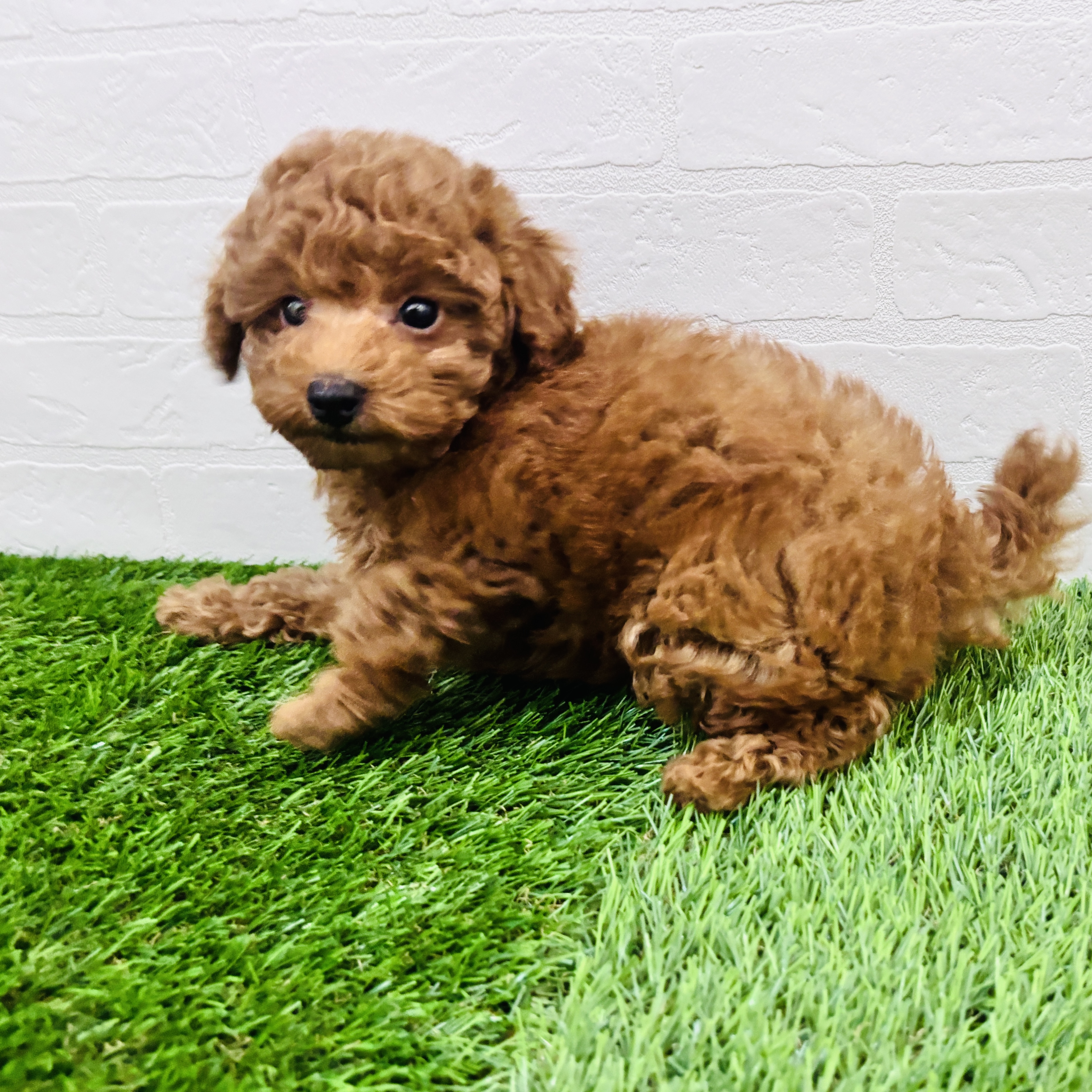 埼玉県のトイプードル(トイ) (ワンニャンハウス春日部店/2026年1月30日生まれ/男の子/レッドフォーン)の子犬の2枚目の画像