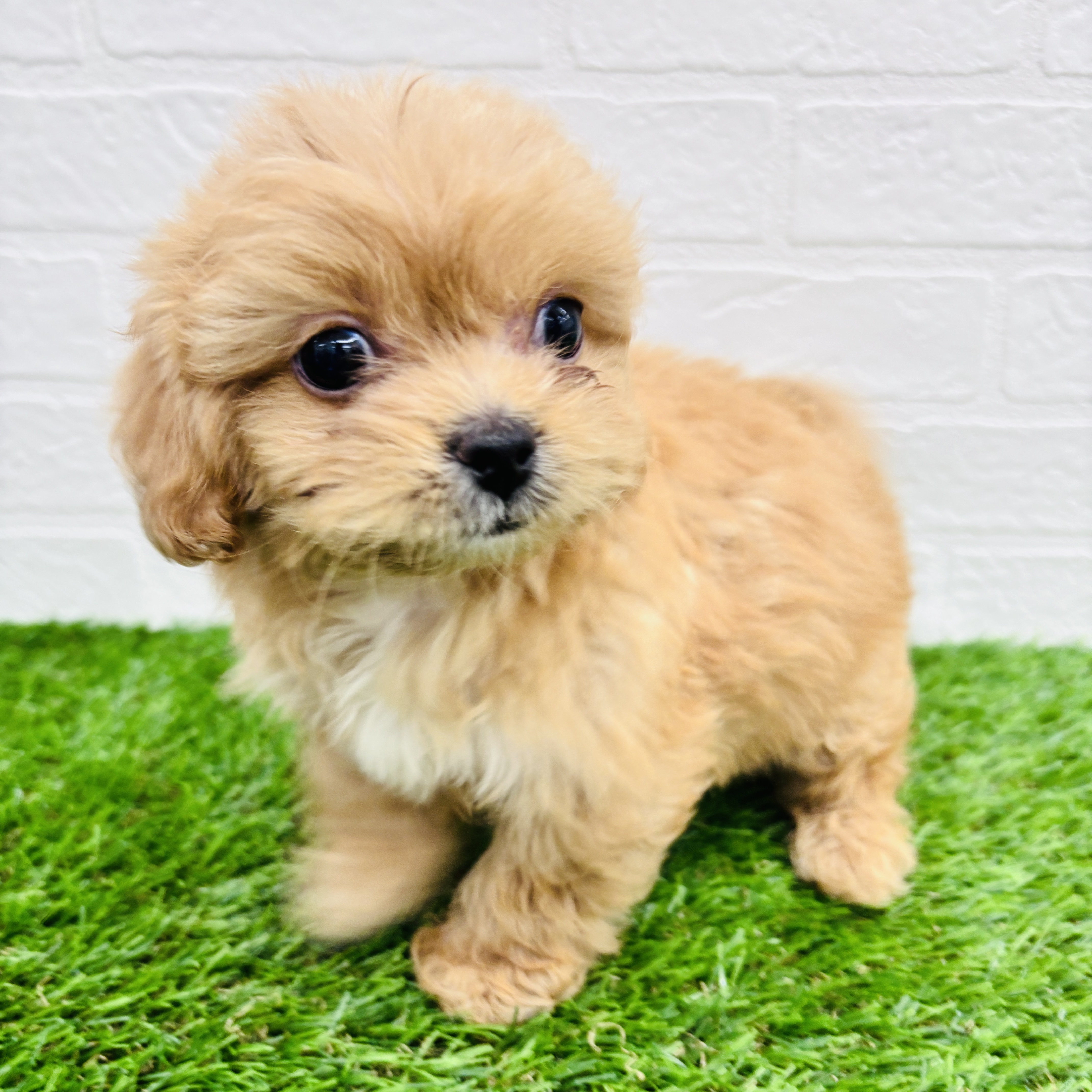 埼玉県のペキプー(ペキニーズ×プードル) (ワンニャンハウス春日部店/2025年9月1日生まれ/女の子/アプリコット)の子犬の3枚目の画像
