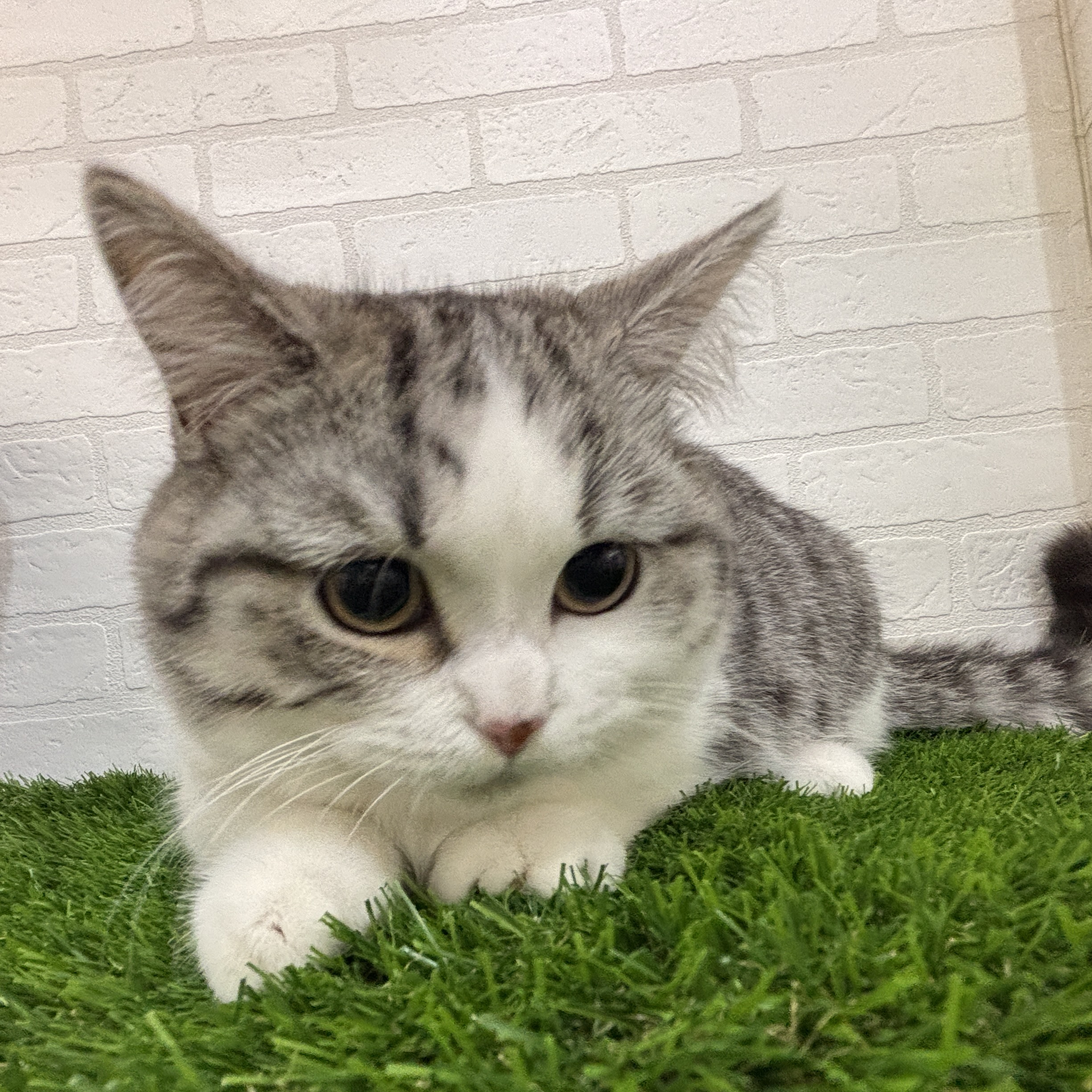 埼玉県のミヌエット (ワンニャンハウス春日部店/2025年11月2日生まれ/男の子/シルバータビーホワイト)の子猫の2枚目の画像