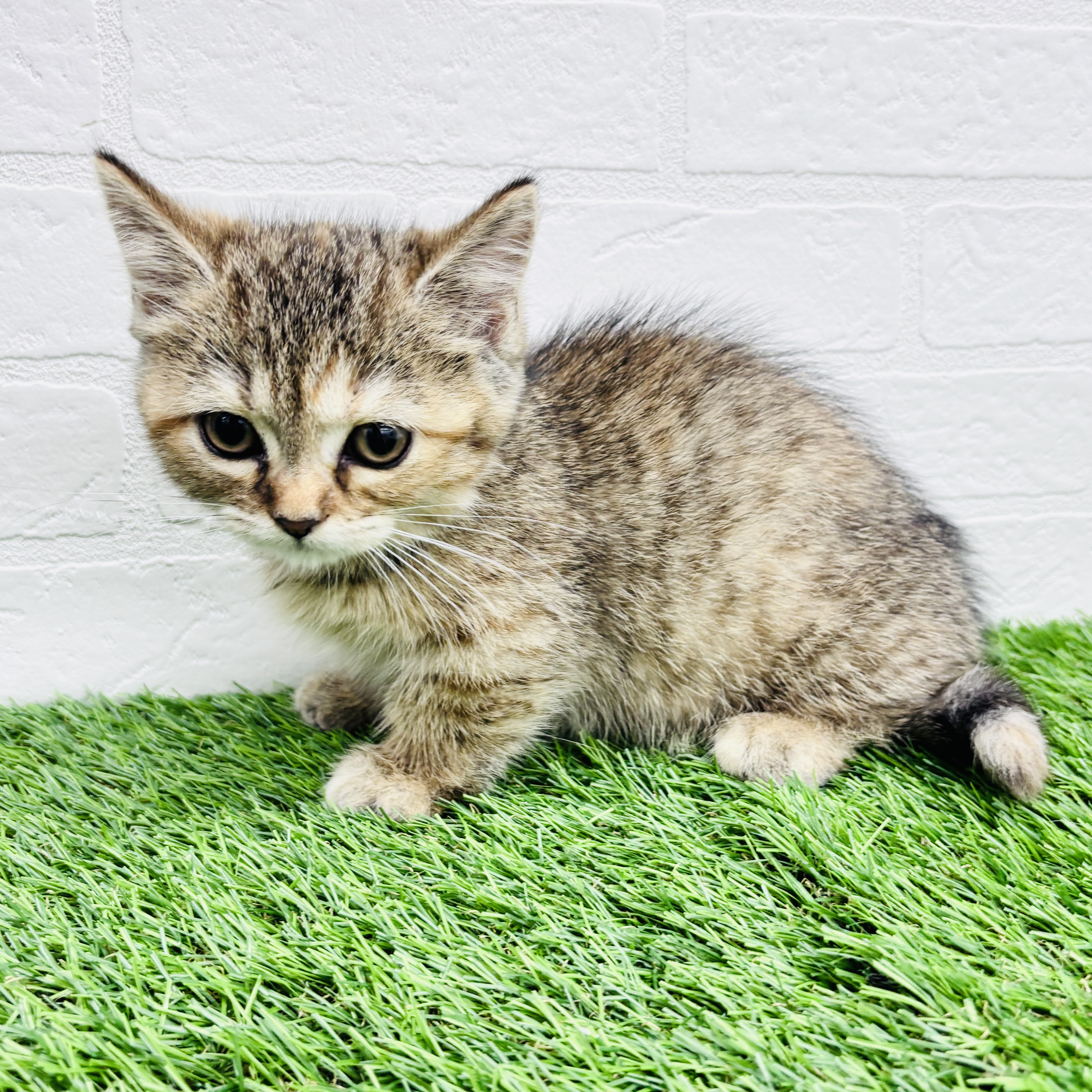 埼玉県のマンチカン (ワンニャンハウス春日部店/2025年8月21日生まれ/女の子/ブラウンタビー)の子猫の2枚目の画像