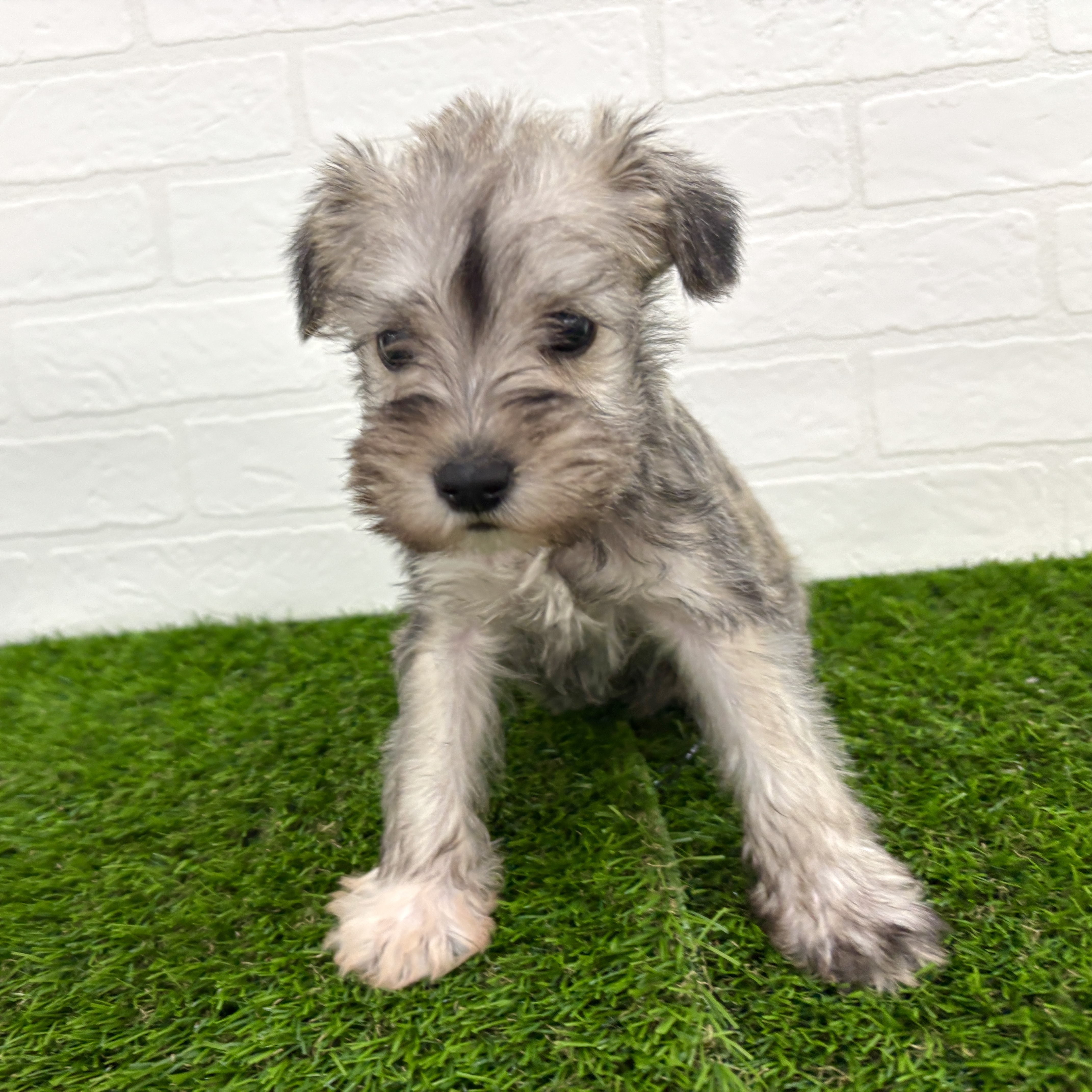 埼玉県のミニチュアシュナウザー (ワンニャンハウス春日部店/2025年9月21日生まれ/女の子/ウィートン&ペッパー)の子犬の2枚目の画像