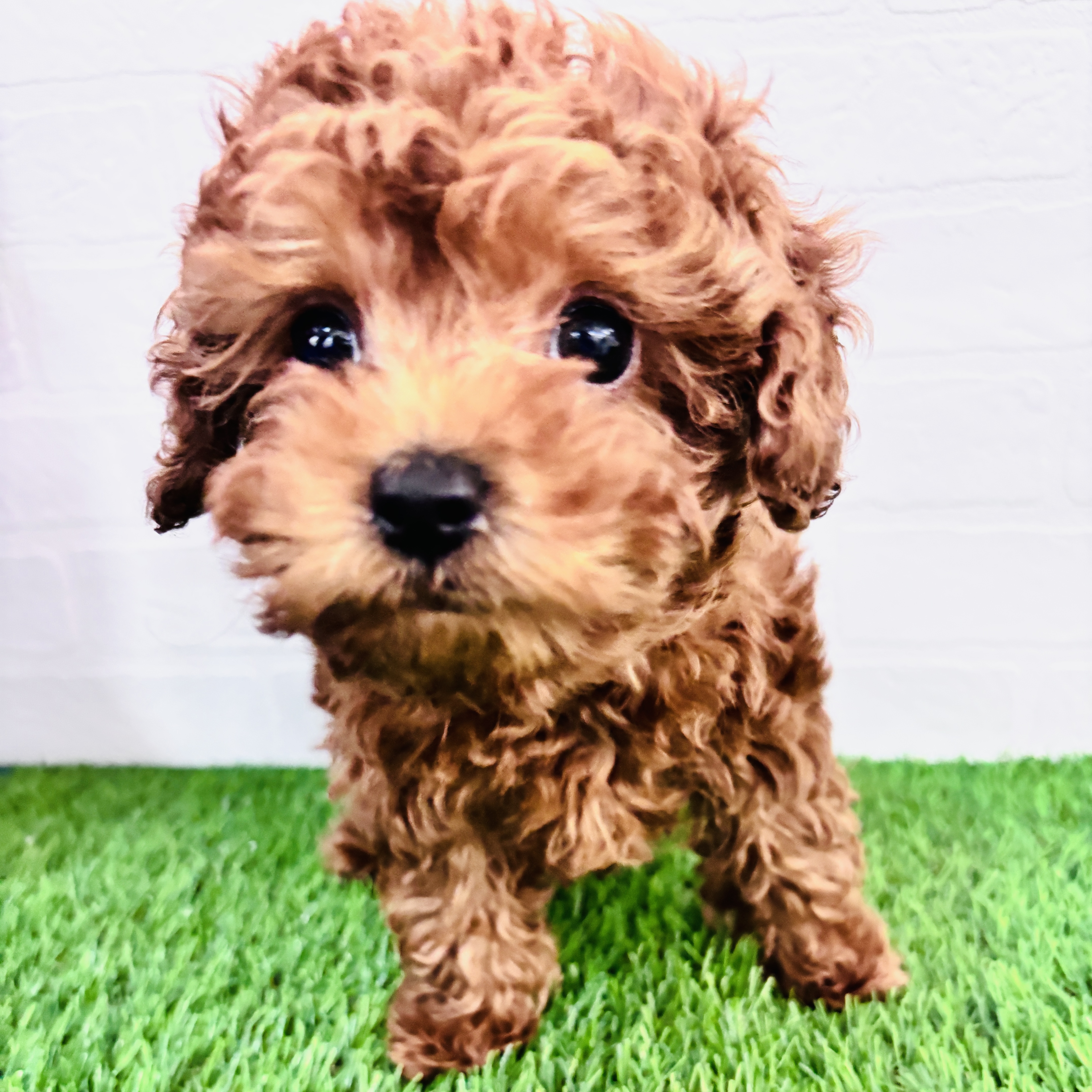 埼玉県のマルプー(マルチーズ×プードル) (ワンニャンハウス春日部店/2025年11月1日生まれ/男の子/アプリコット)の子犬