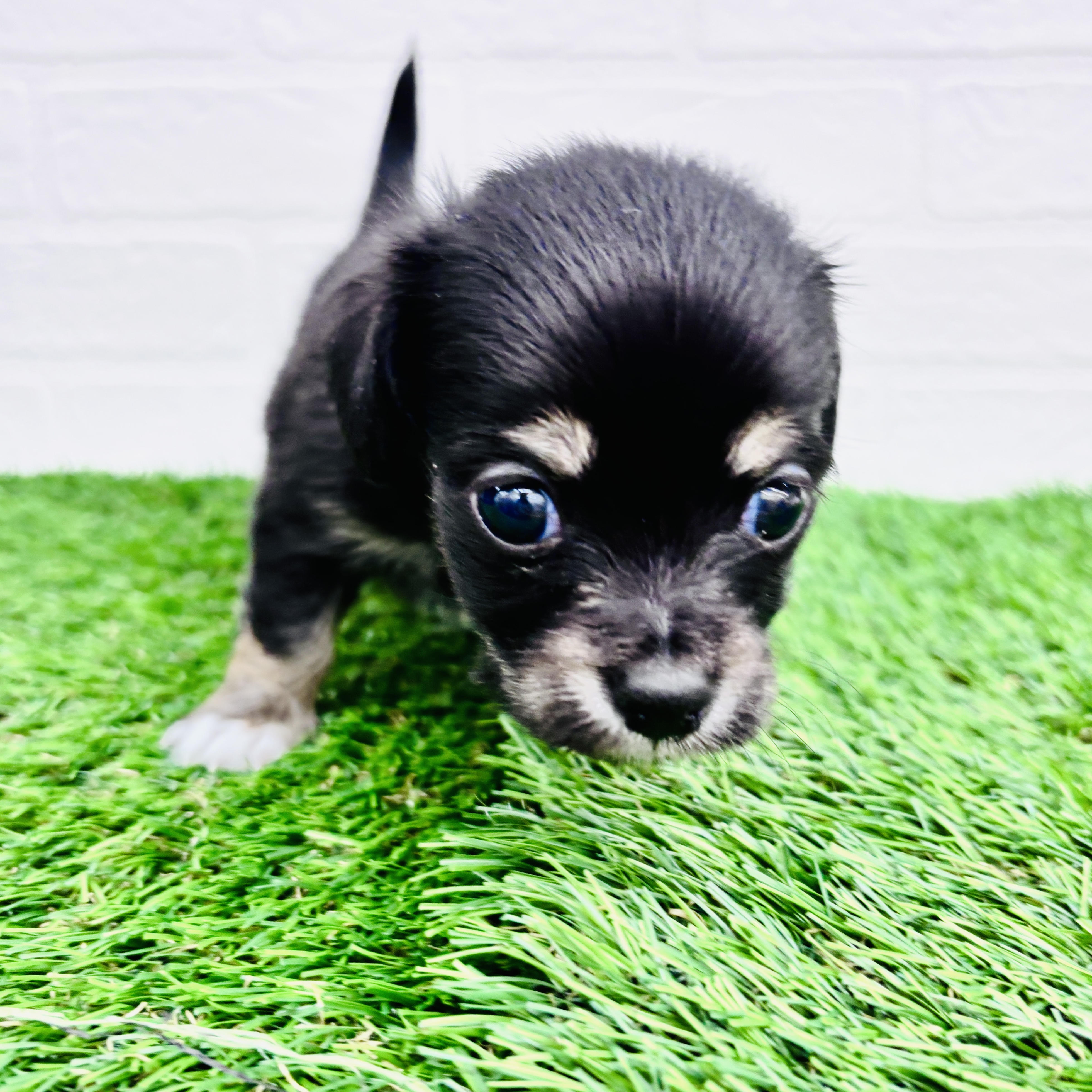 埼玉県のチワックス(チワワ×ダックス) (ワンニャンハウス春日部店/2025年9月9日生まれ/男の子/ブラックタン)の子犬の3枚目の画像