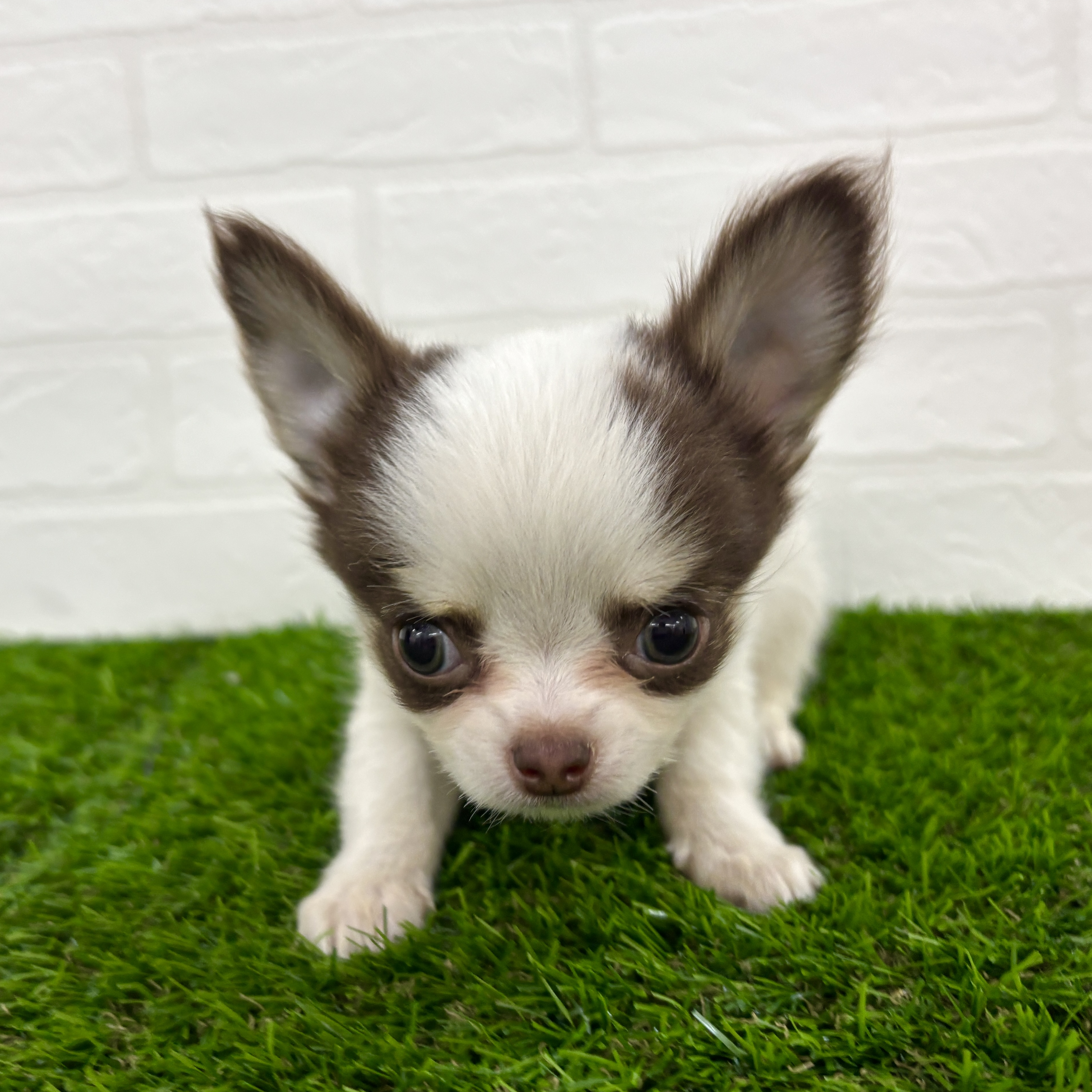 埼玉県のチワワ(ロング) (ワンニャンハウス春日部店/2025年9月22日生まれ/男の子/ホワイト& チョコレート)の子犬の3枚目の画像