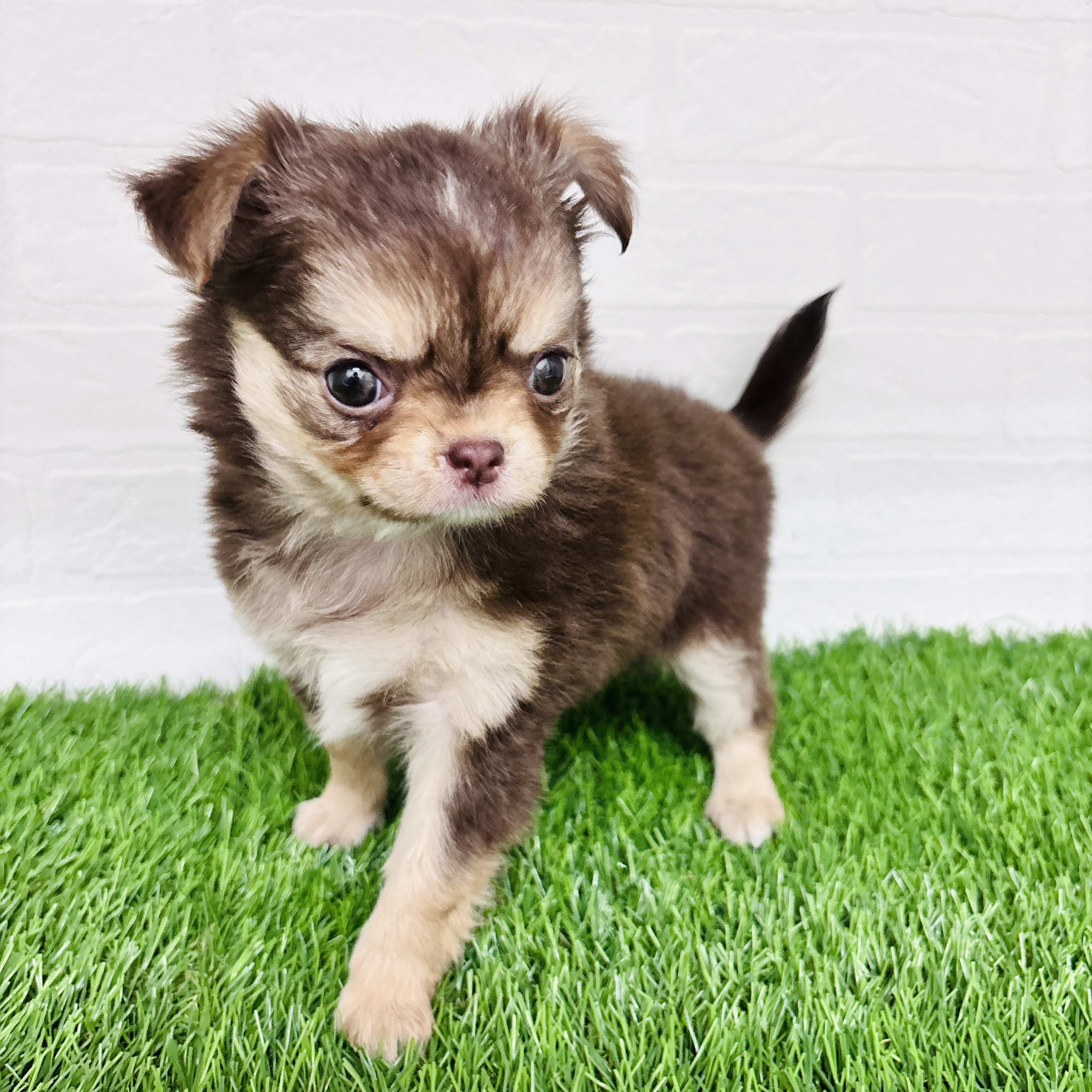 埼玉県のチワワ(ロング) (ワンニャンハウス春日部店/2025年10月13日生まれ/男の子/チョコレートクリームタン)の子犬