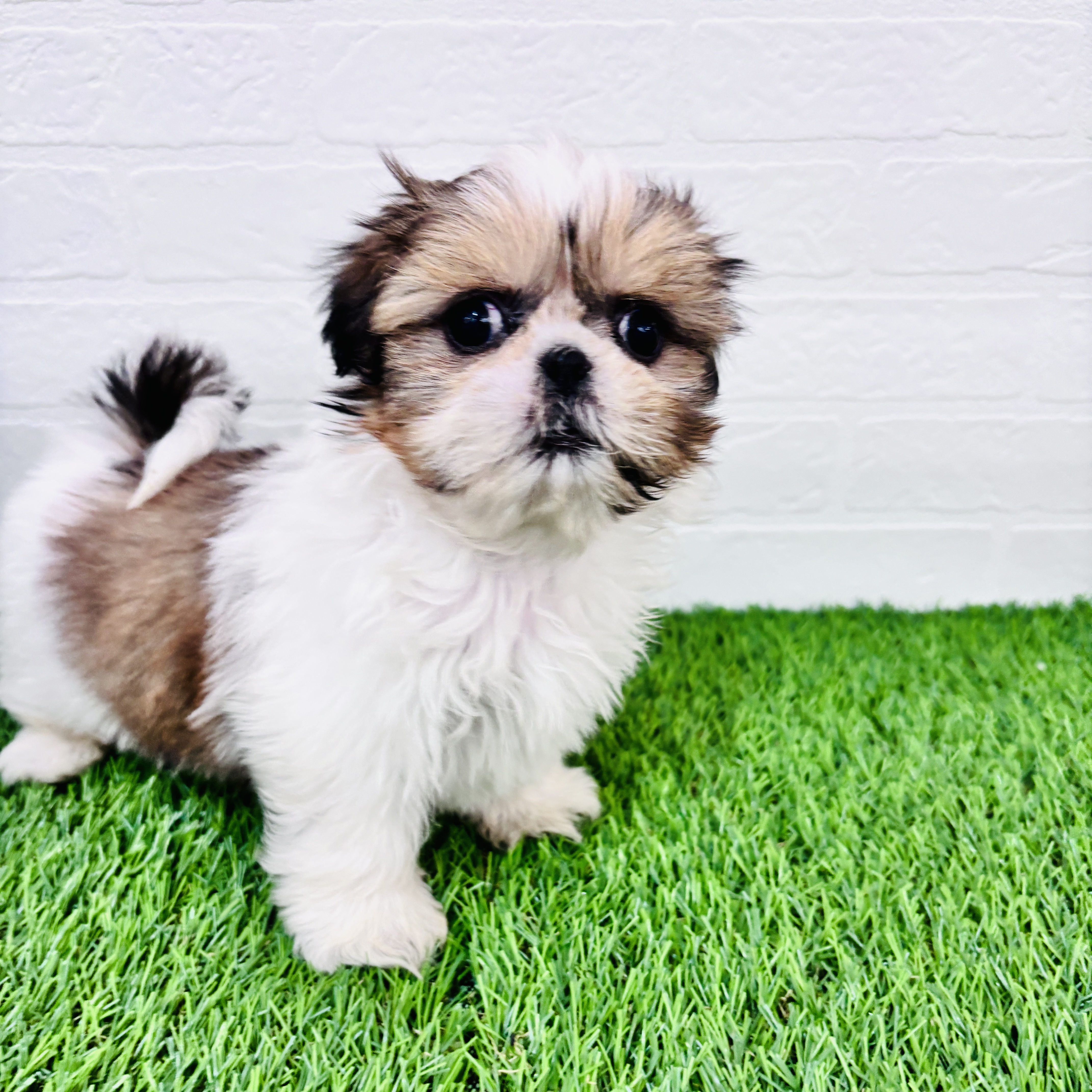 埼玉県のシーズー (ワンニャンハウス春日部店/2025年9月9日生まれ/女の子/ホワイトゴールド)の子犬の2枚目の画像