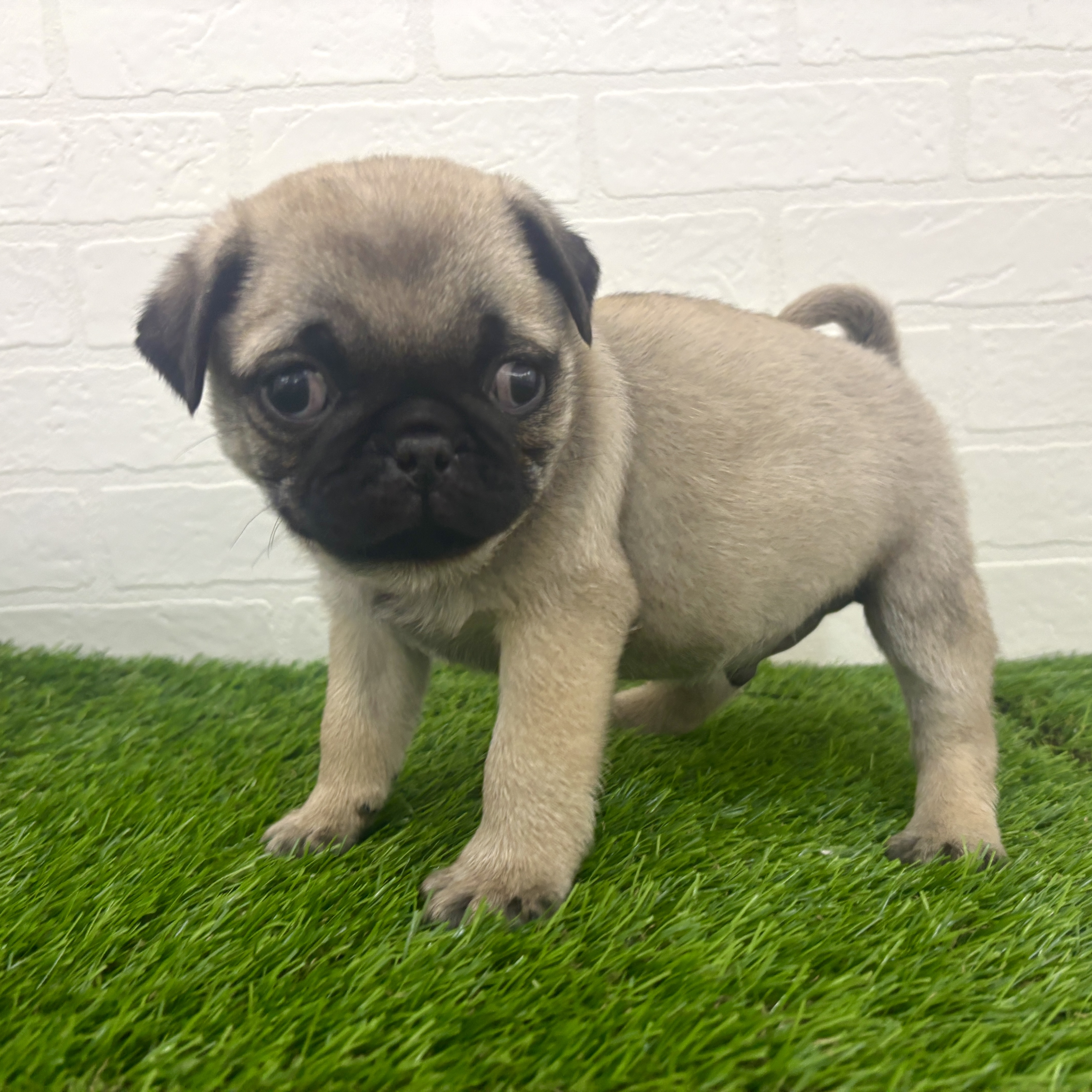 埼玉県のパグ (ワンニャンハウス春日部店/2025年12月23日生まれ/男の子/フォーン)の子犬の1枚目の画像