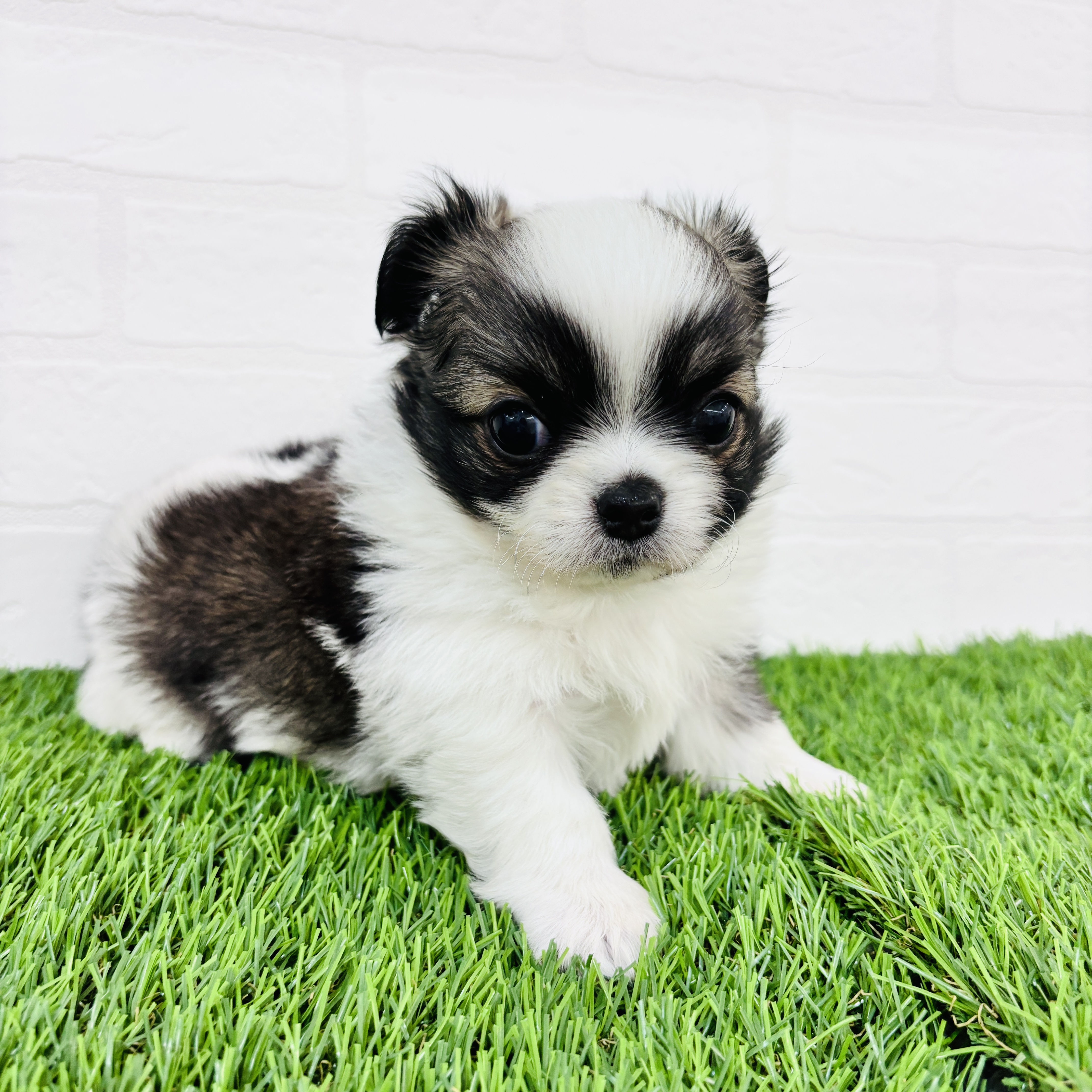 埼玉県のチワワ(ロング) (ワンニャンハウス春日部店/2025年11月9日生まれ/男の子/ホワイトフォーン)の子犬の1枚目の画像