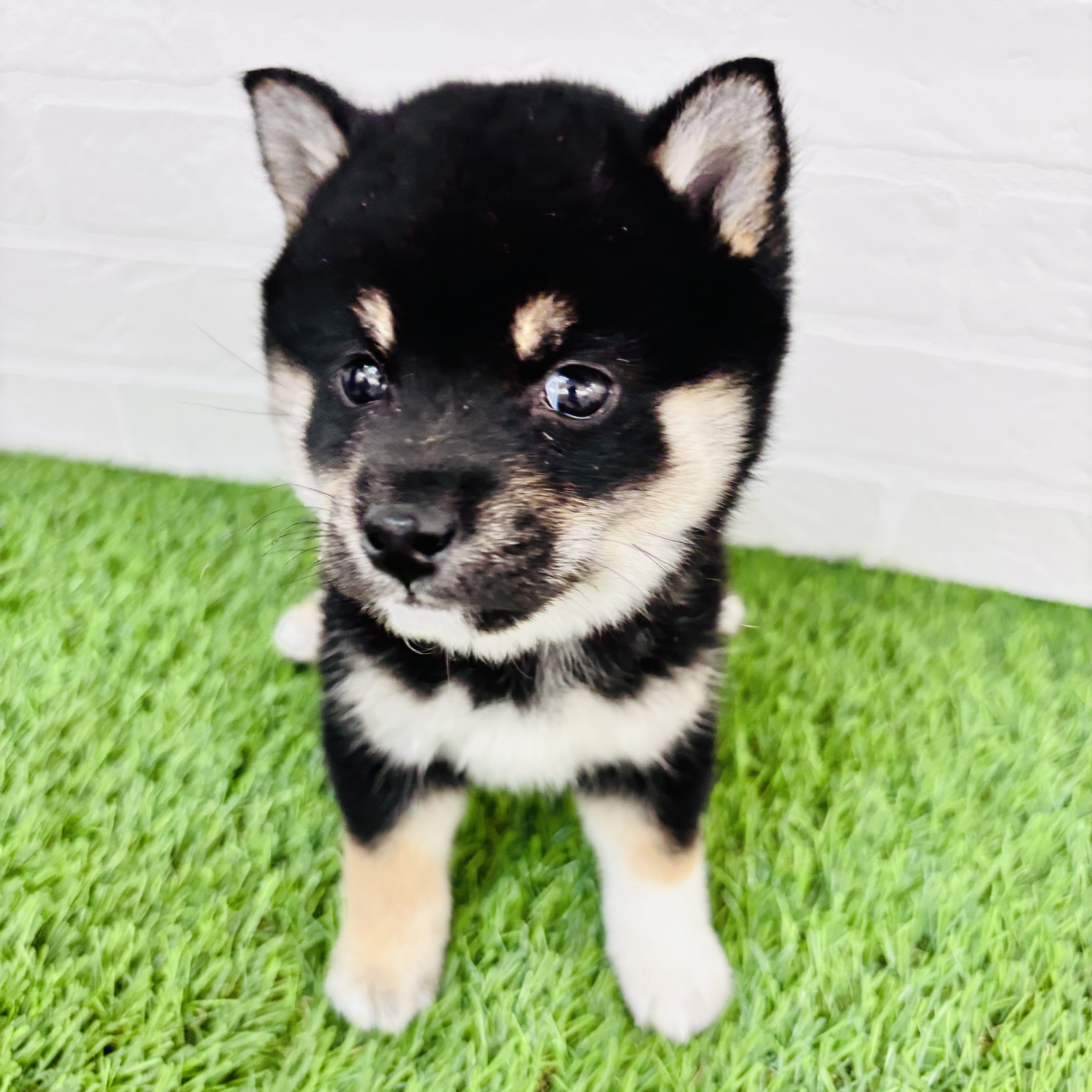 埼玉県の豆柴 (ワンニャンハウス春日部店/2025年11月1日生まれ/男の子/黒)の子犬