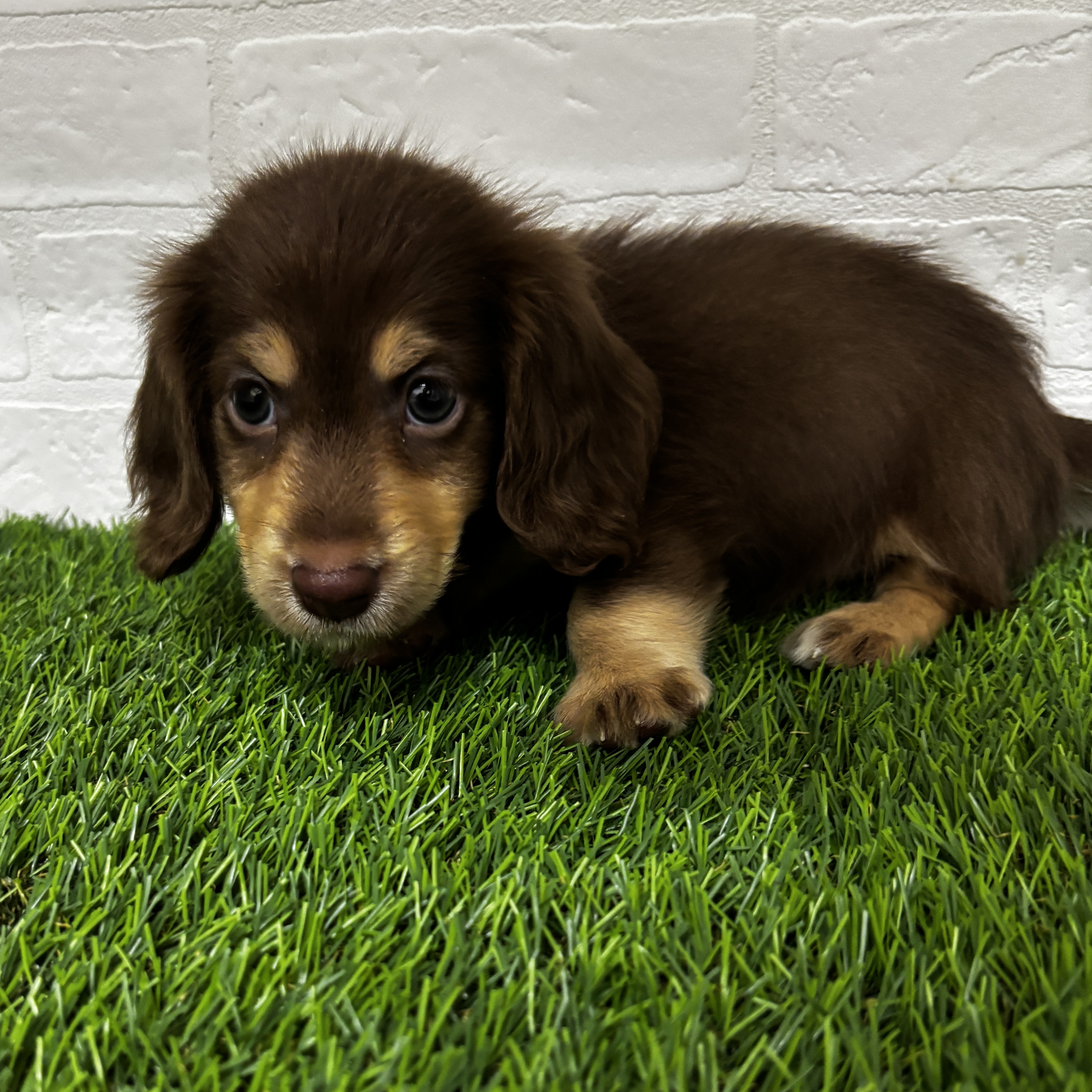 埼玉県のミニチュアダックスフンド(ロング) (ワンニャンハウス春日部店/2025年7月27日生まれ/男の子/チョコレートイエロー)の子犬の3枚目の画像