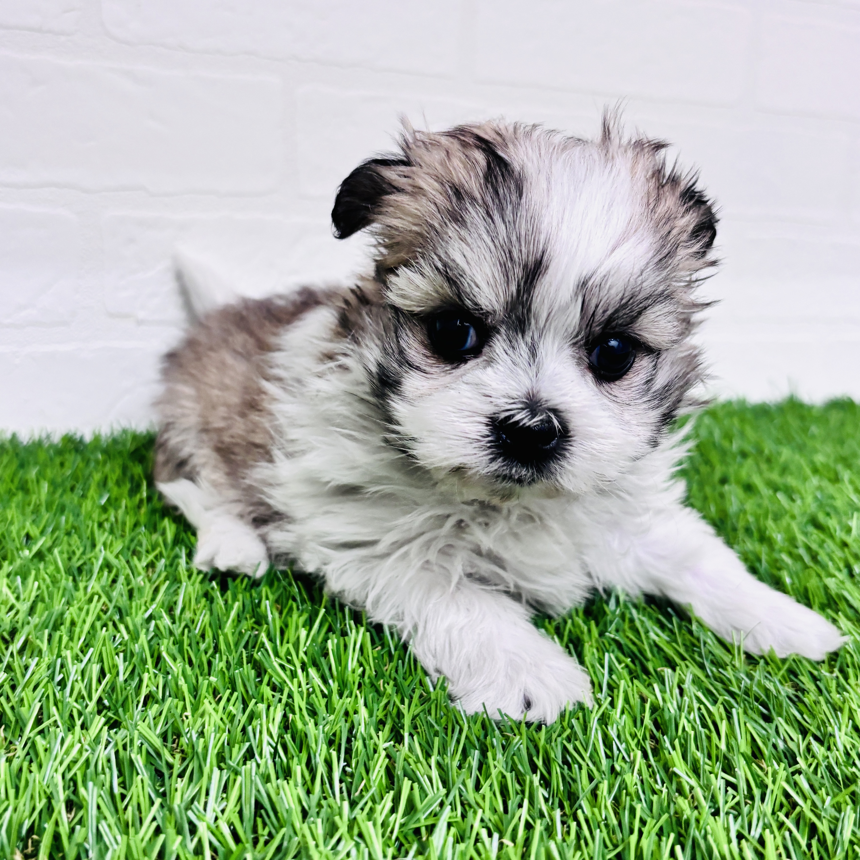 埼玉県のマルズー/マルシーズ(マルチーズ×シーズー) (ワンニャンハウス春日部店/2025年10月19日生まれ/女の子/ホワイトゴールド)の子犬の3枚目の画像