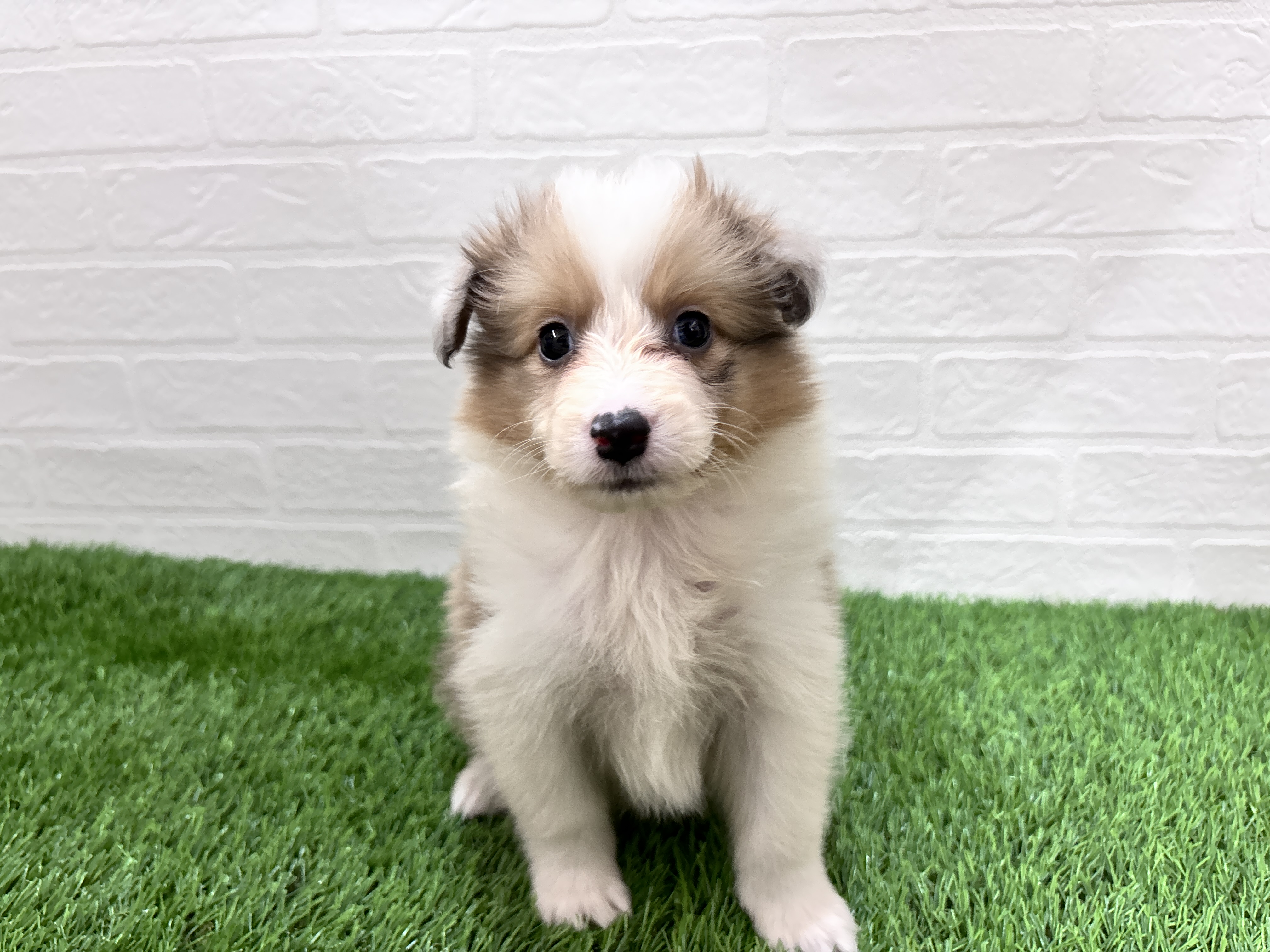 埼玉県のハーフ犬・ミックス犬 (ワンニャンハウス春日部店/2026年2月16日生まれ/女の子/チョコレートマールタンホワイト)の子犬の1枚目の画像