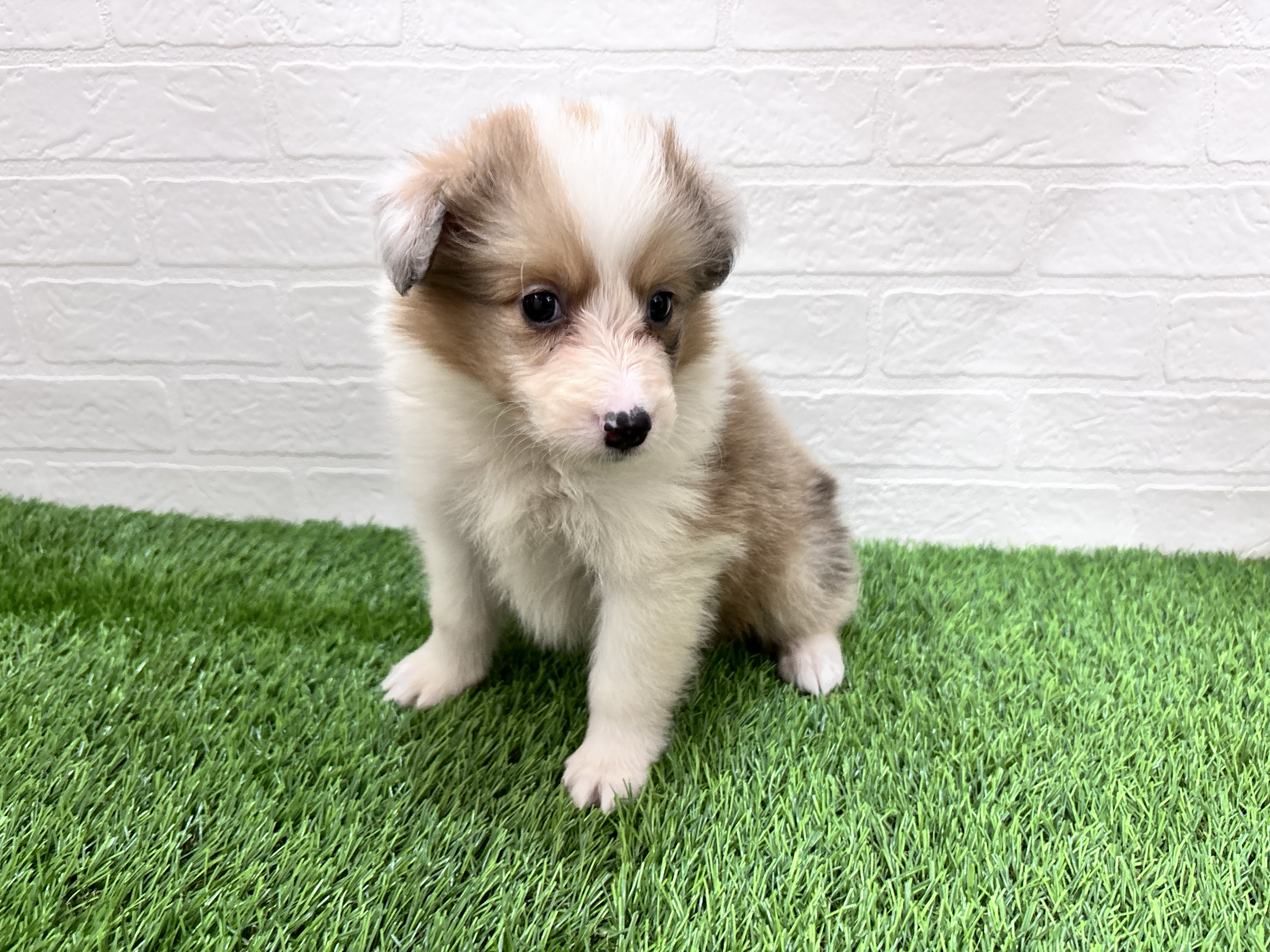 埼玉県のハーフ犬・ミックス犬 (ワンニャンハウス春日部店/2026年2月16日生まれ/女の子/チョコレートマールタンホワイト)の子犬の3枚目の画像