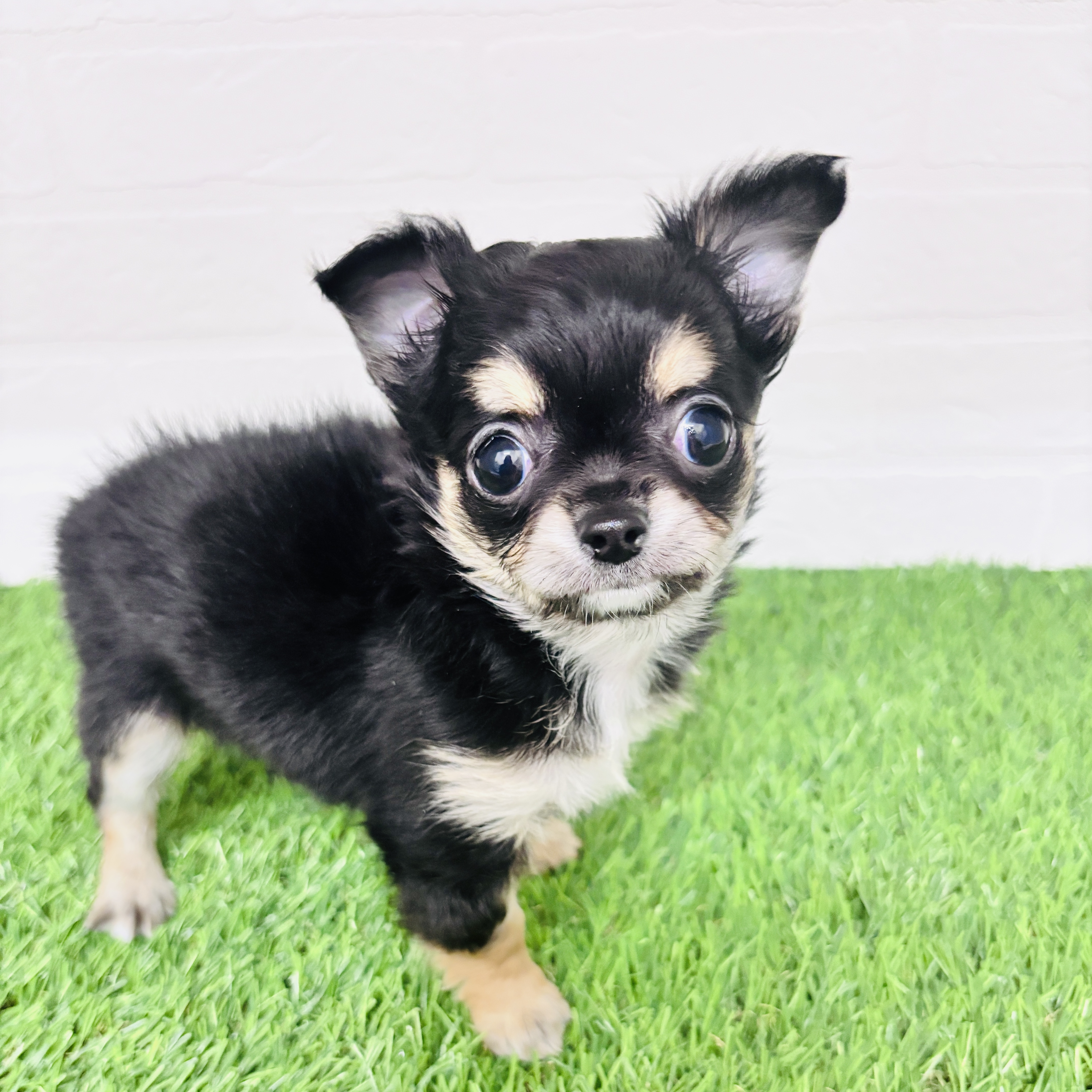神奈川県のチワワ(ロング) (ワンニャンハウス相模原店/2025年12月6日生まれ/女の子/ブラッククリーム)の子犬の1枚目の画像