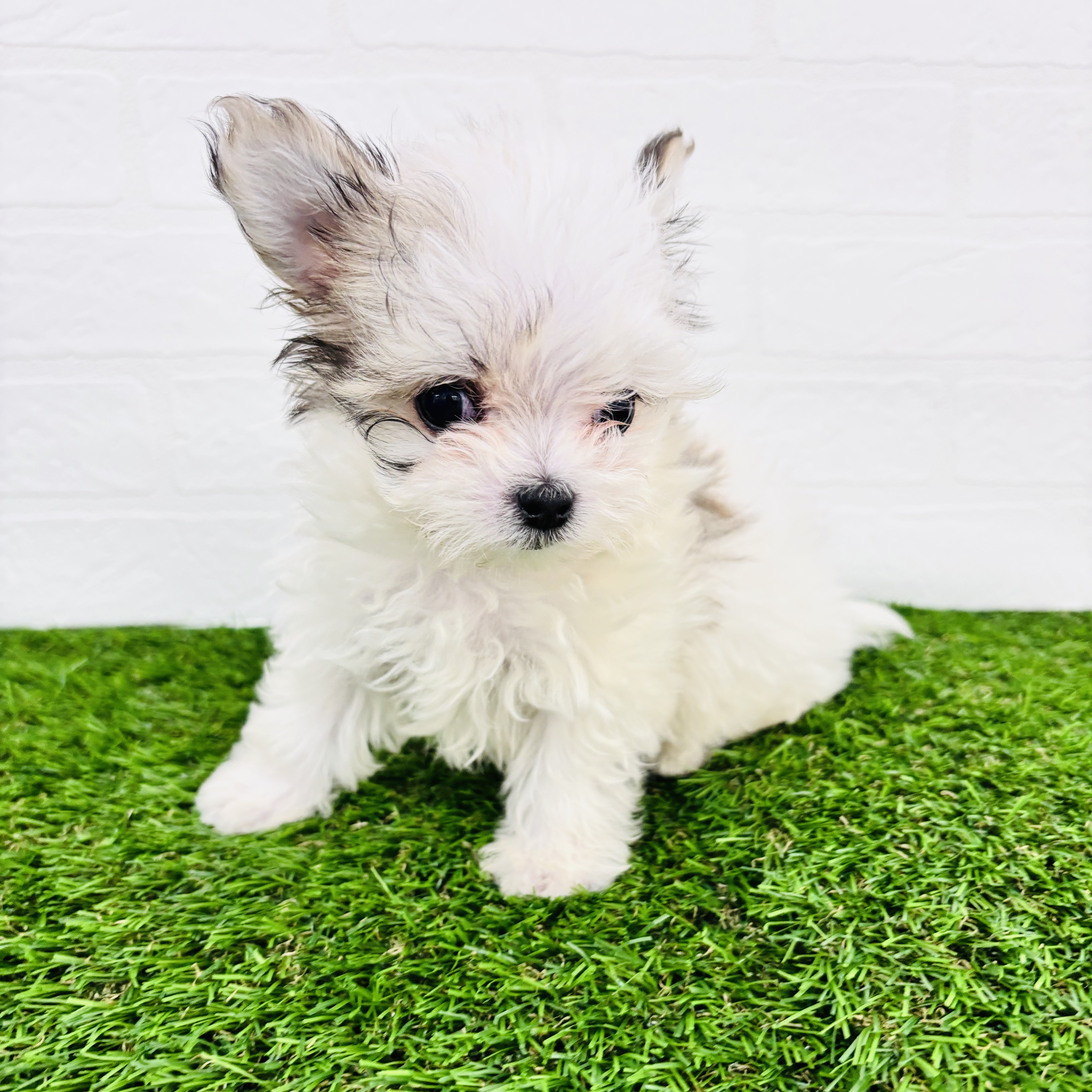 埼玉県のチワマル/マルチワ(チワワ×マルチーズ) (ワンニャンハウス春日部店/2025年9月30日生まれ/女の子/ホワイトクリーム)の子犬の3枚目の画像