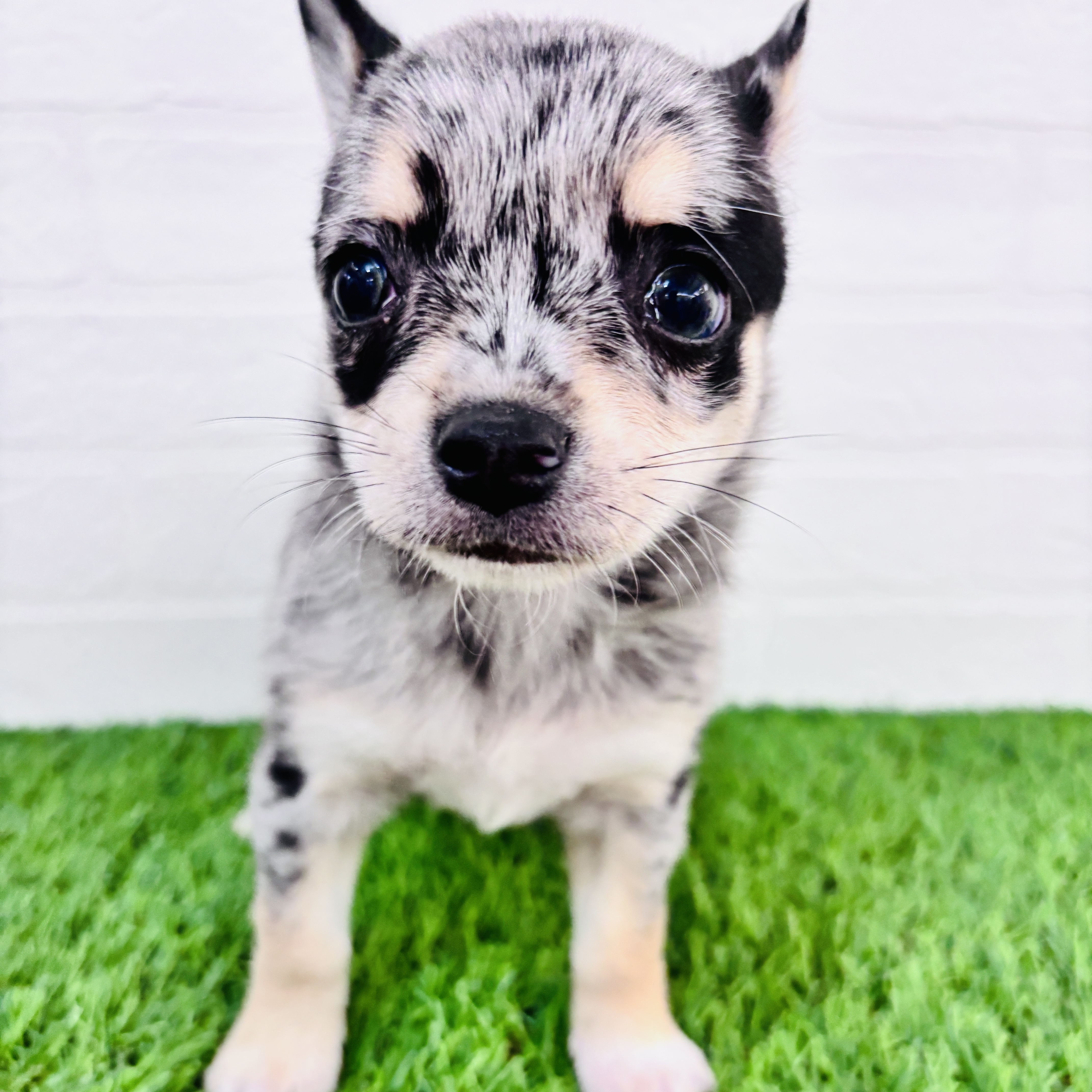 埼玉県のポメチワ/チワポメ/ポメチー(ポメラニアン×チワワ) (ワンニャンハウス春日部店/2025年11月3日生まれ/女の子/ブルーマール)の子犬