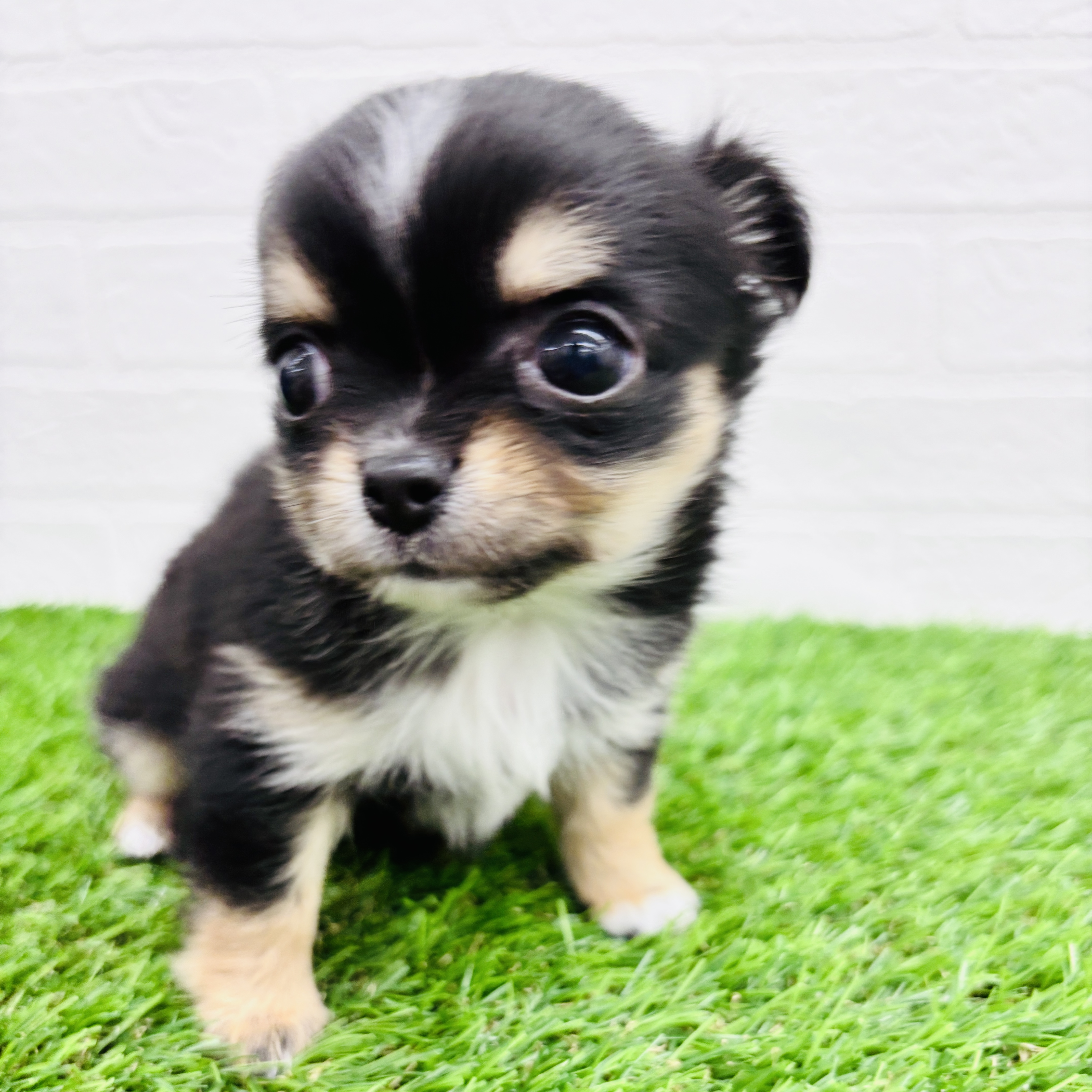 埼玉県のチワワ(ロング) (ワンニャンハウス春日部店/2025年9月2日生まれ/女の子/ブラックタンホワイト)の子犬の3枚目の画像