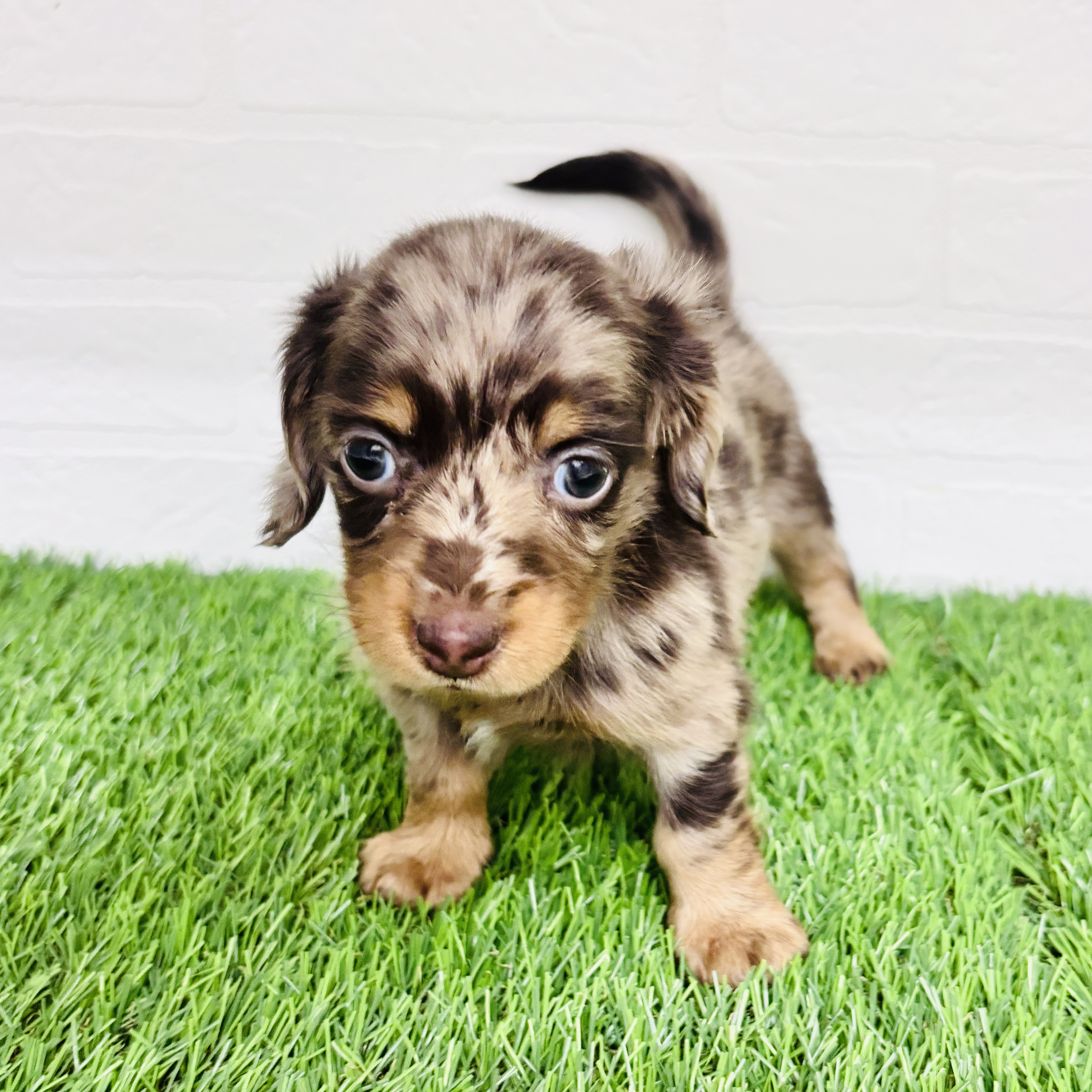 埼玉県のカニンヘンダックスフンド(ロング) (ワンニャンハウス春日部店/2025年11月17日生まれ/女の子/チョコレートダップル)の子犬の3枚目の画像