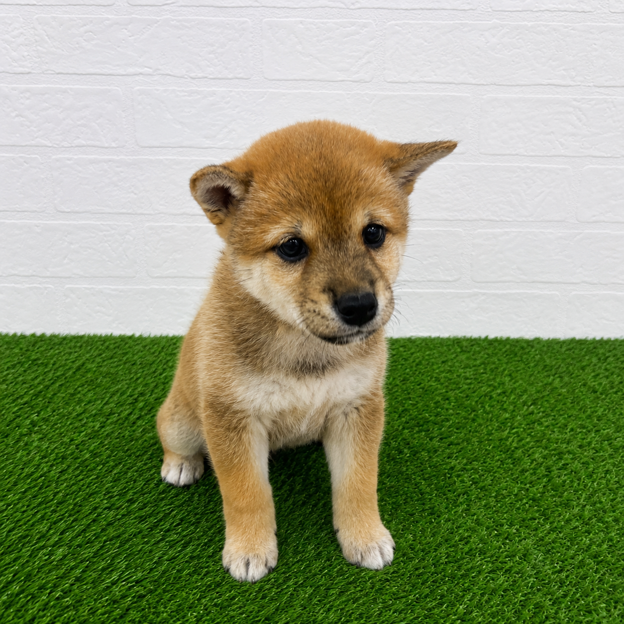 埼玉県の豆柴 (ワンニャンハウス春日部店/2026年6月14日生まれ/女の子/赤)の子犬の2枚目の画像