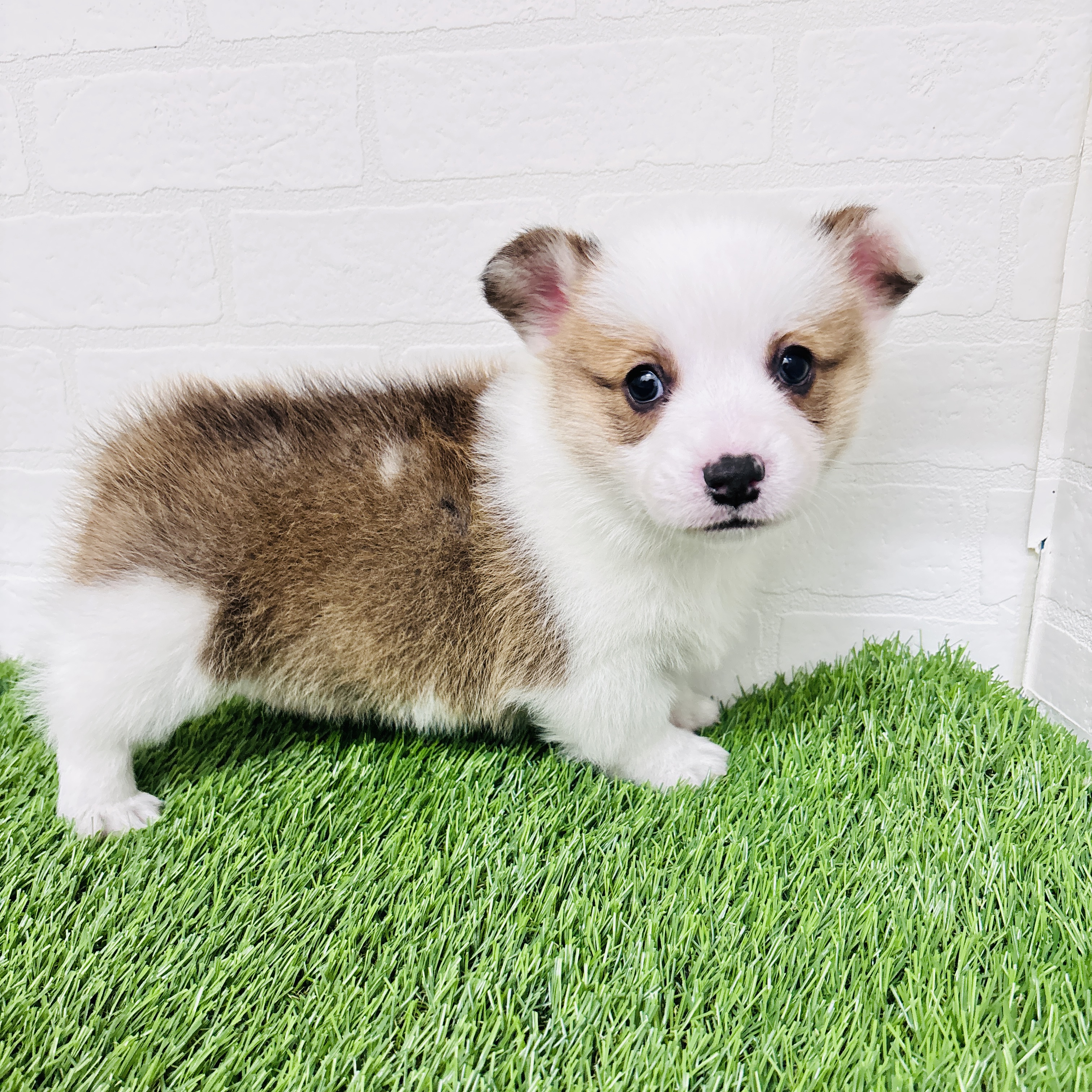 埼玉県のウェルシュコーギーペンブローク (ワンニャンハウス春日部店/2025年10月23日生まれ/男の子/レッドホワイト)の子犬の2枚目の画像