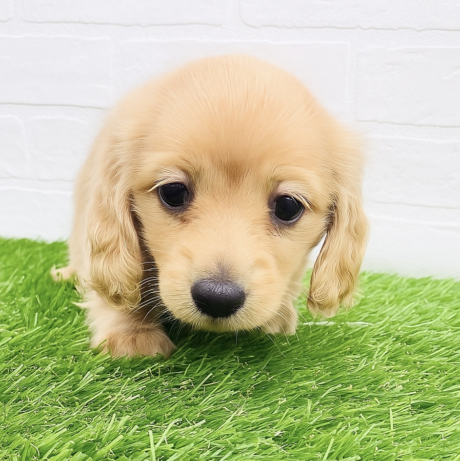 埼玉県のミニチュアダックスフンド(ロング) (ワンニャンハウス春日部店/2025年9月4日生まれ/女の子/ゴールド)の子犬の2枚目の画像