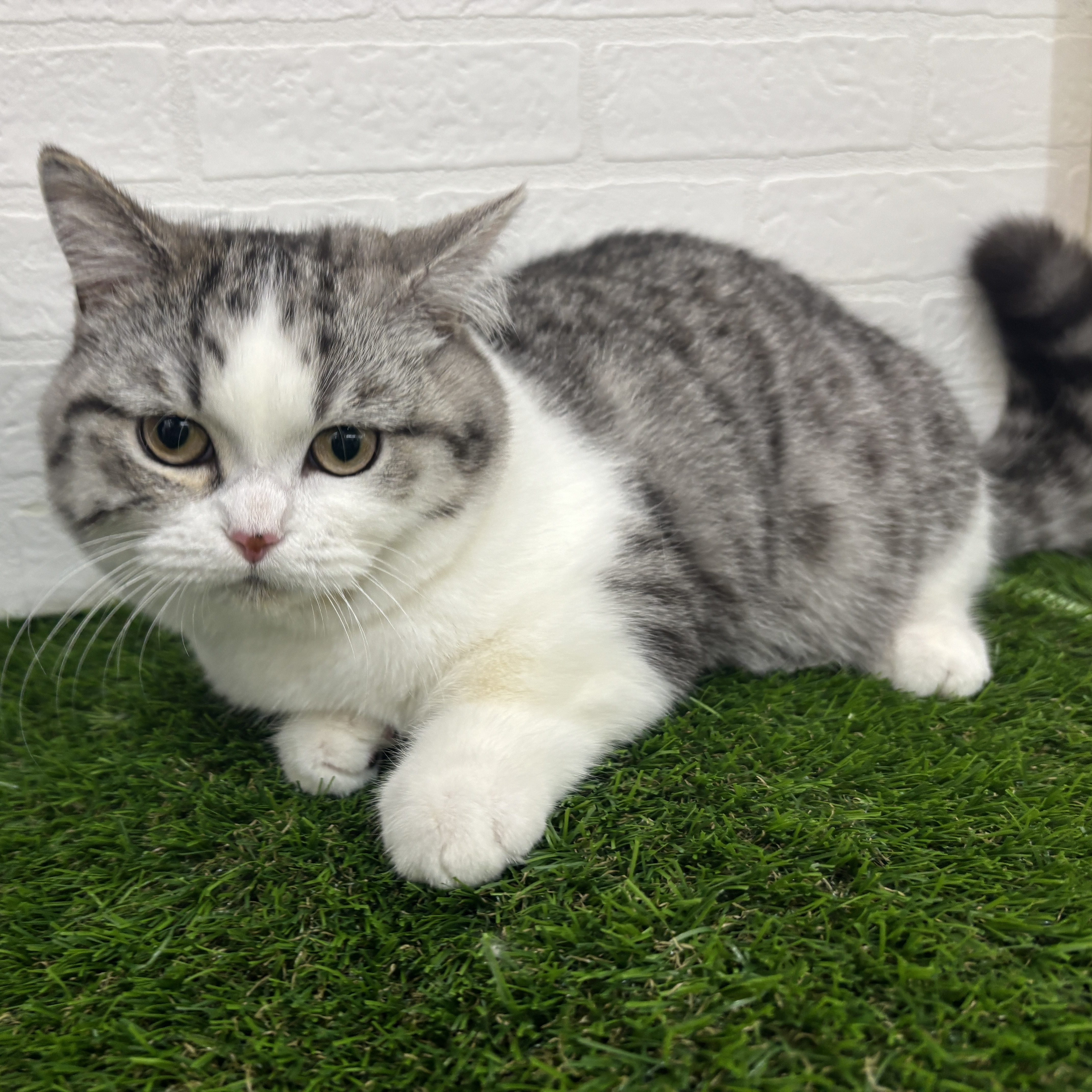 埼玉県のミヌエット (ワンニャンハウス春日部店/2025年11月2日生まれ/男の子/シルバータビーホワイト)の子猫の4枚目の画像