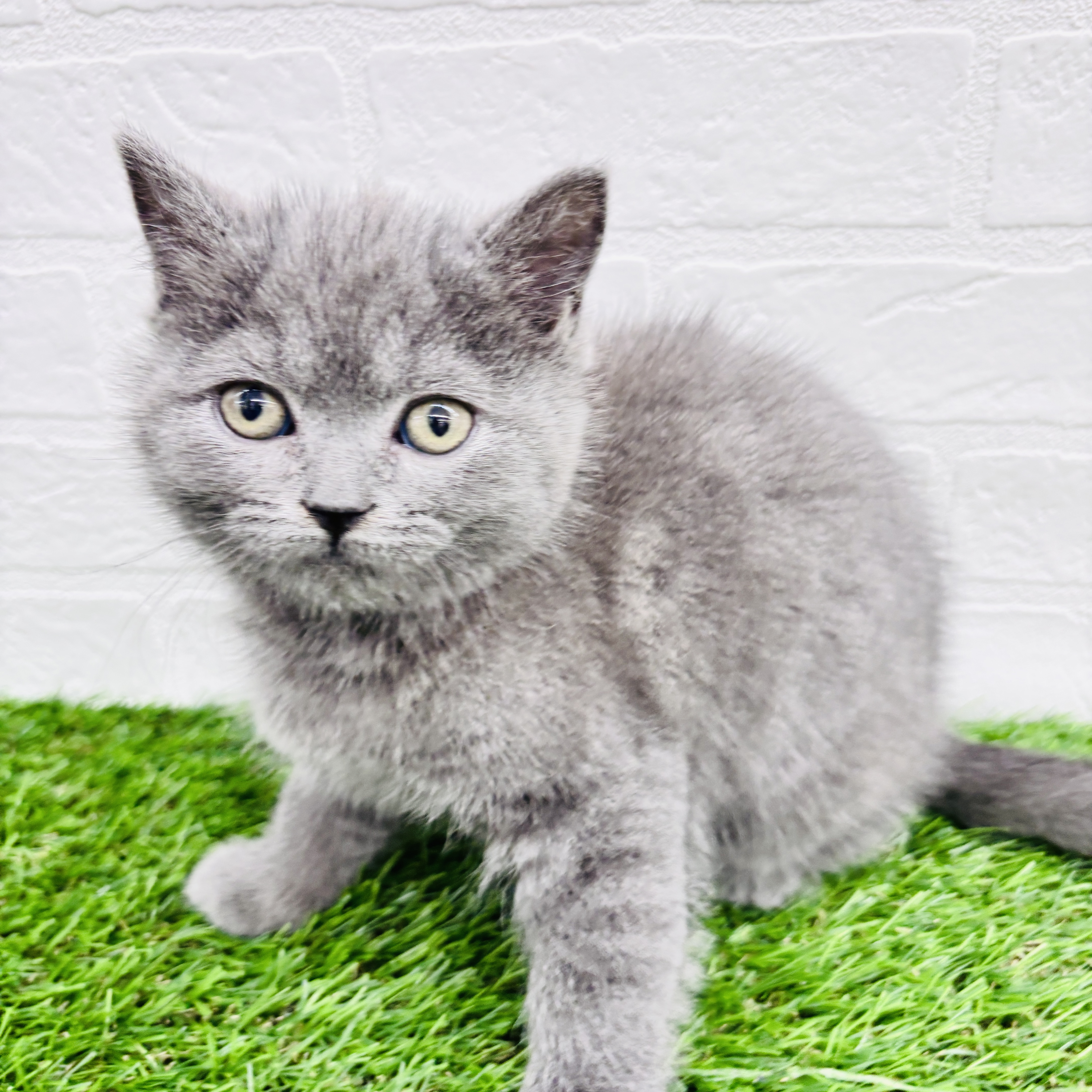 埼玉県のブリティッシュショートヘアー (ワンニャンハウス春日部店/2025年9月1日生まれ/女の子/ブルー)の子猫の2枚目の画像