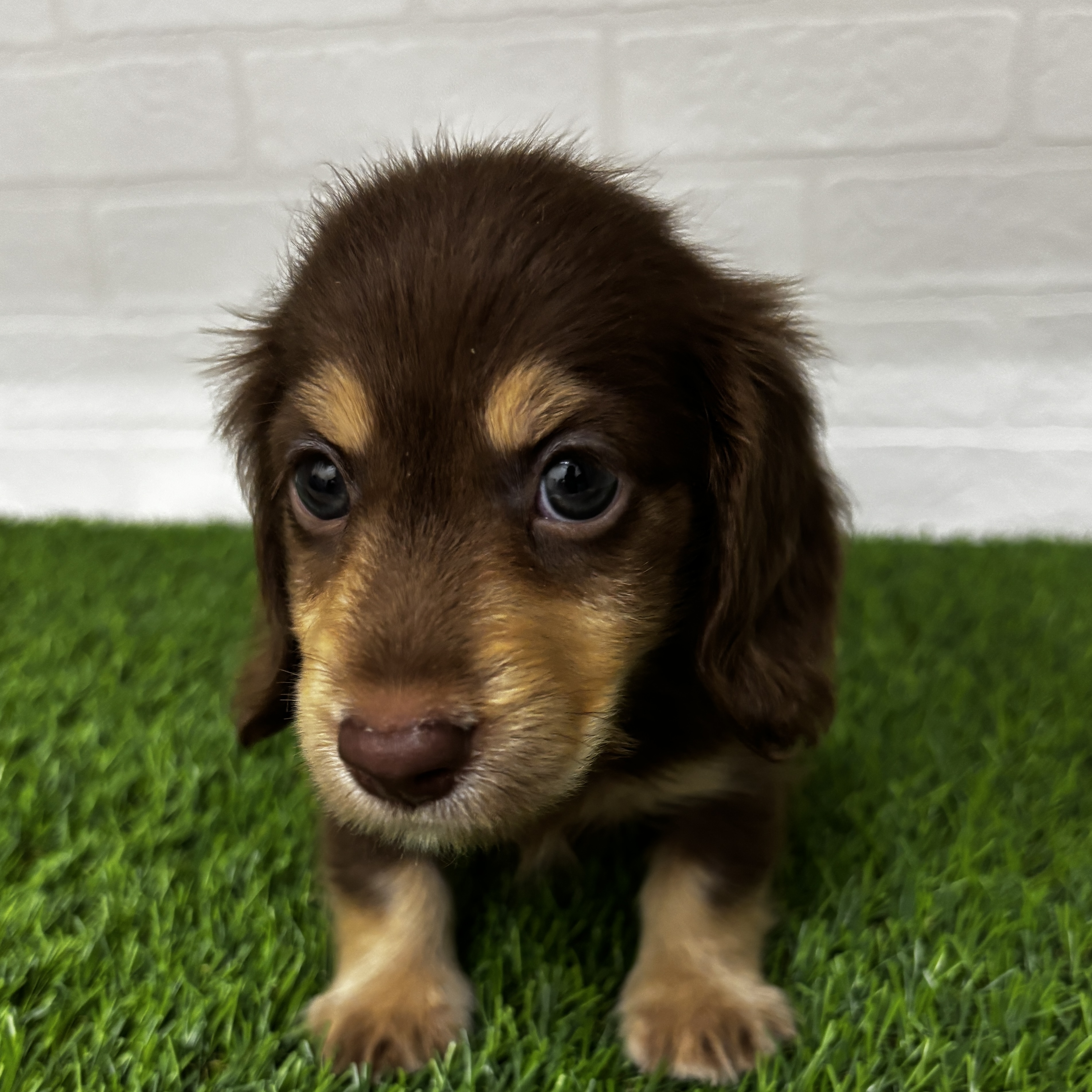 埼玉県のミニチュアダックスフンド(ロング) (ワンニャンハウス春日部店/2025年7月27日生まれ/男の子/チョコレートイエロー)の子犬の1枚目の画像