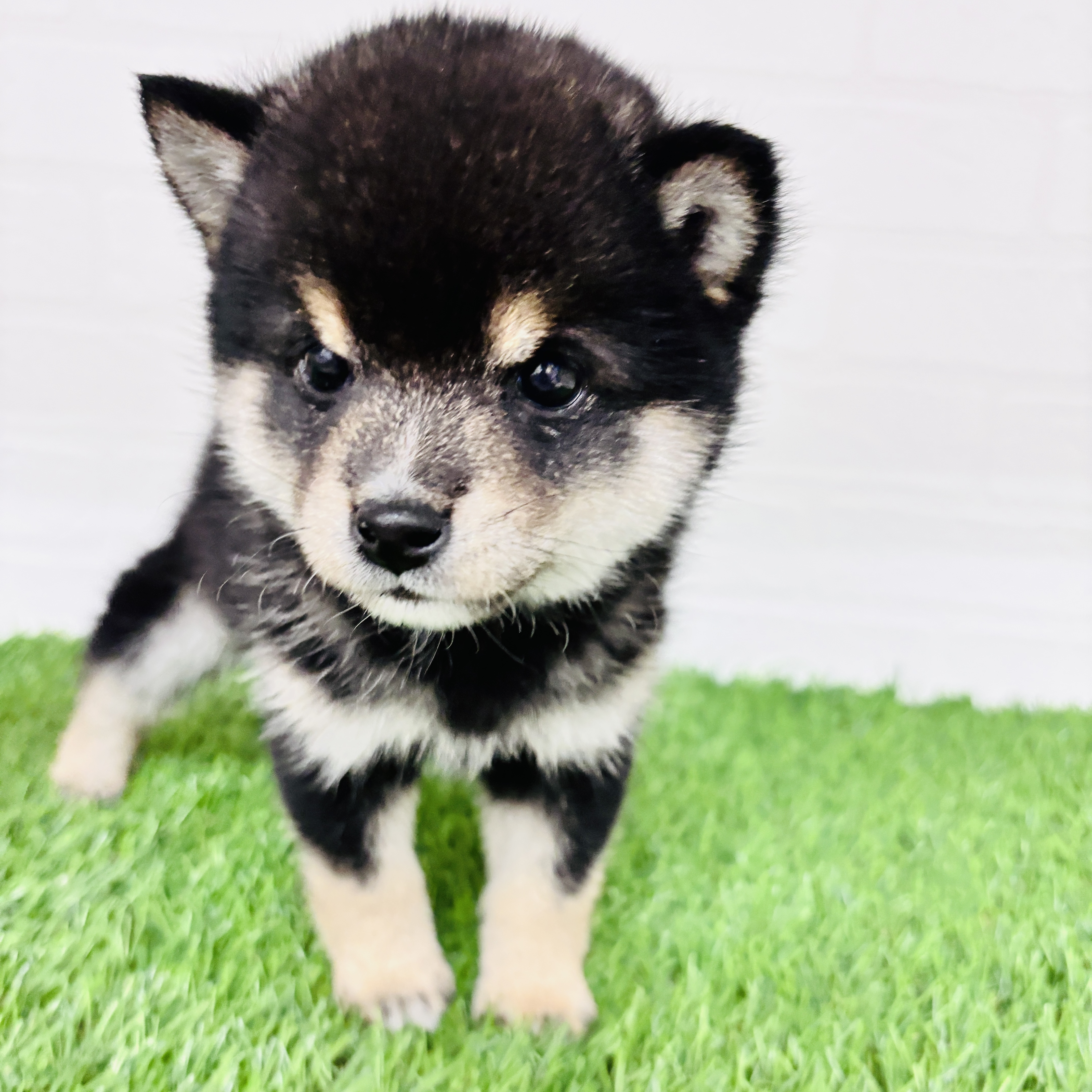 埼玉県の豆柴 (ワンニャンハウス春日部店/2025年10月21日生まれ/男の子/黒)の子犬の2枚目の画像