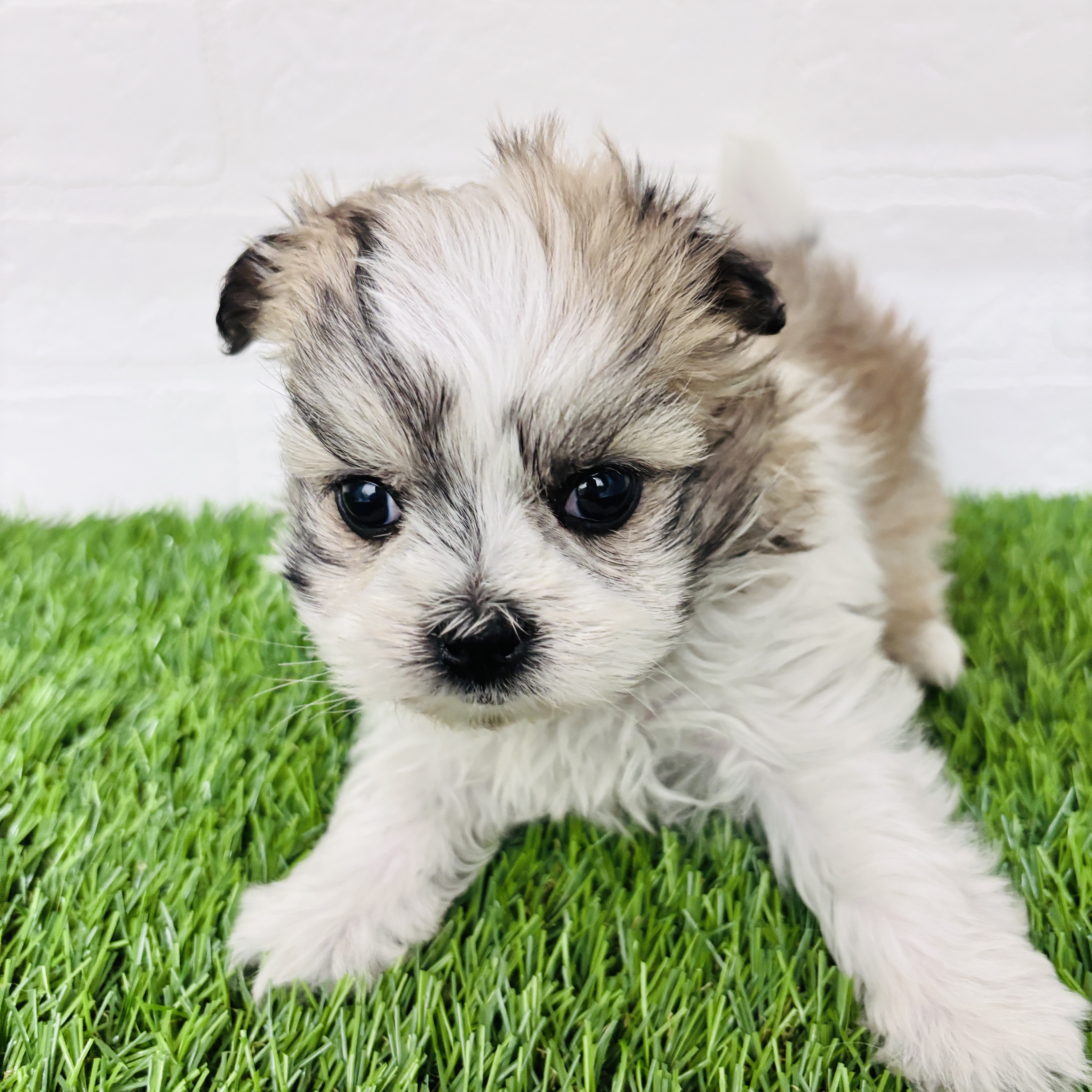 埼玉県のマルズー/マルシーズ(マルチーズ×シーズー) (ワンニャンハウス春日部店/2025年10月19日生まれ/女の子/ホワイトゴールド)の子犬の1枚目の画像