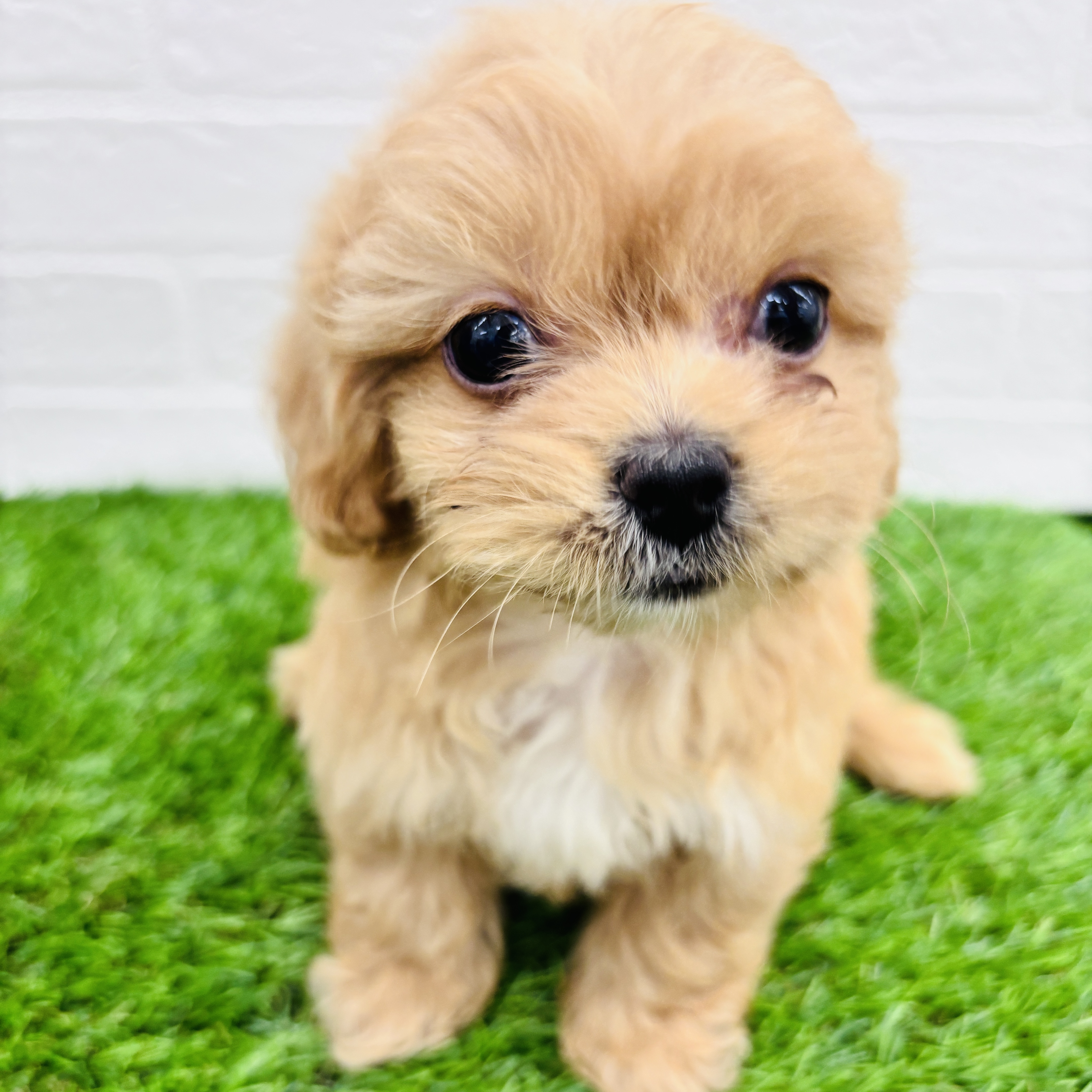 埼玉県のペキプー(ペキニーズ×プードル) (ワンニャンハウス春日部店/2025年9月1日生まれ/女の子/アプリコット)の子犬の2枚目の画像