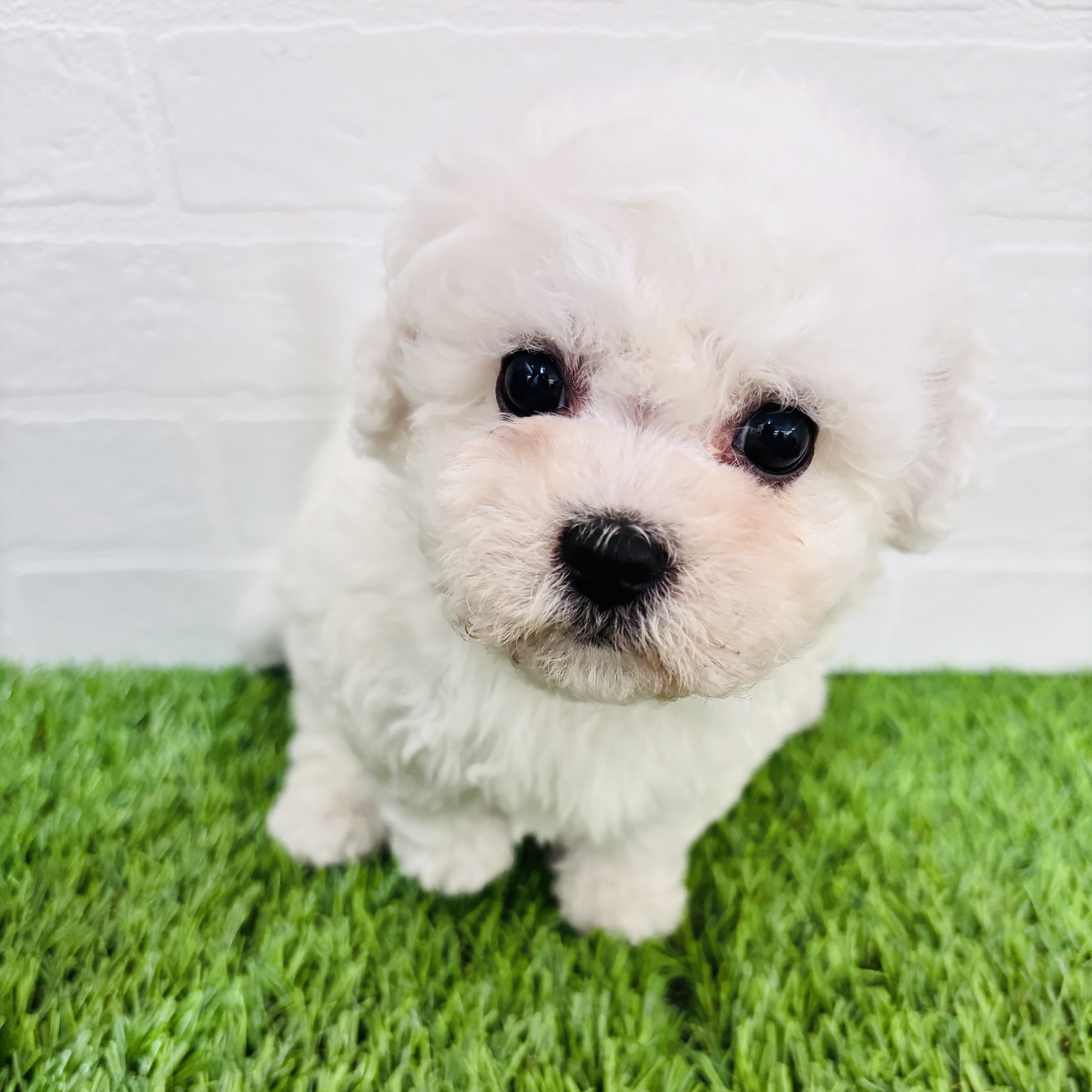 埼玉県のビションフリーゼ (ワンニャンハウス春日部店/2025年9月17日生まれ/男の子/ホワイト)の子犬の1枚目の画像