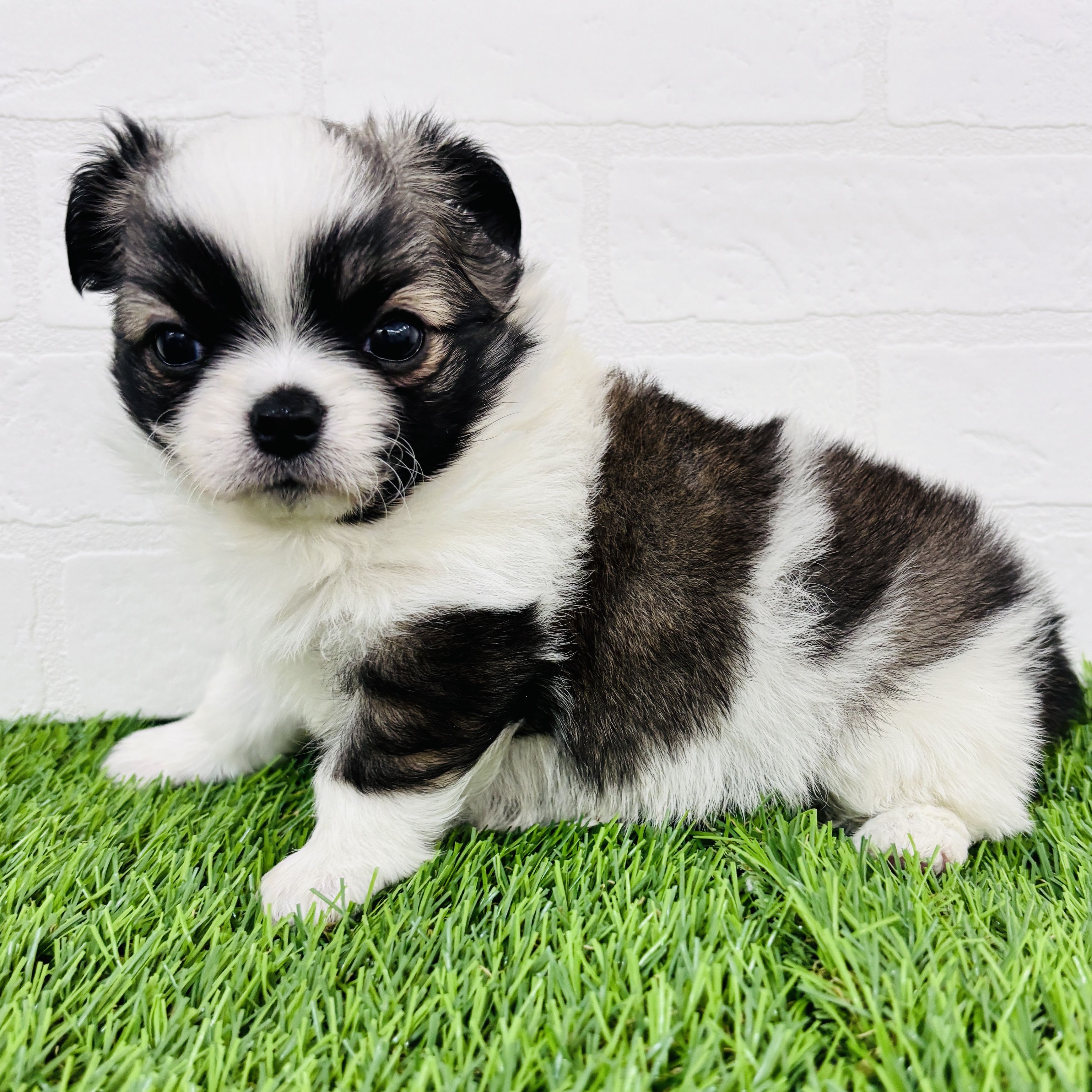 埼玉県のチワワ(ロング) (ワンニャンハウス春日部店/2025年11月9日生まれ/男の子/ホワイトフォーン)の子犬の2枚目の画像