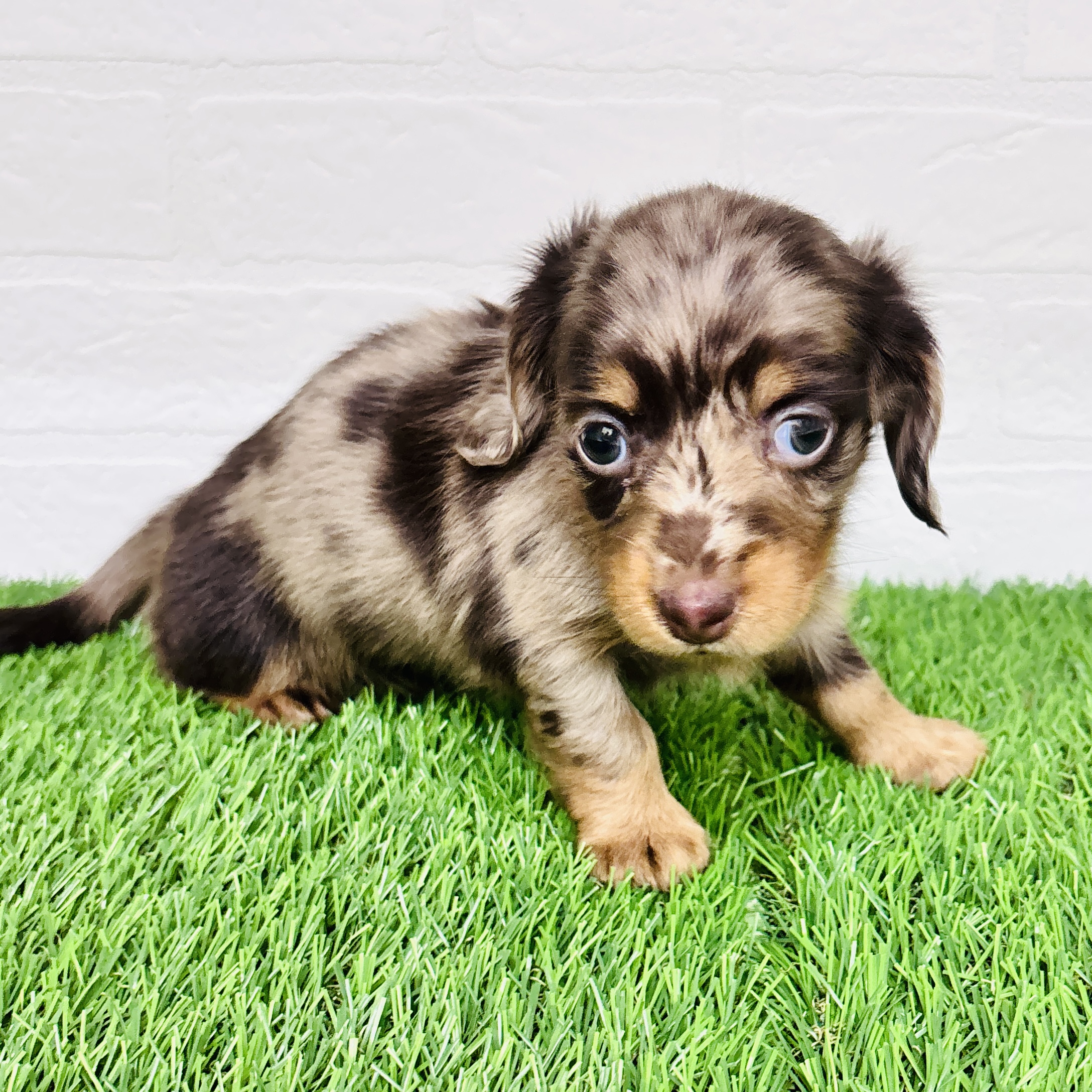 埼玉県のカニンヘンダックスフンド(ロング) (ワンニャンハウス春日部店/2025年11月17日生まれ/女の子/チョコレートダップル)の子犬の2枚目の画像