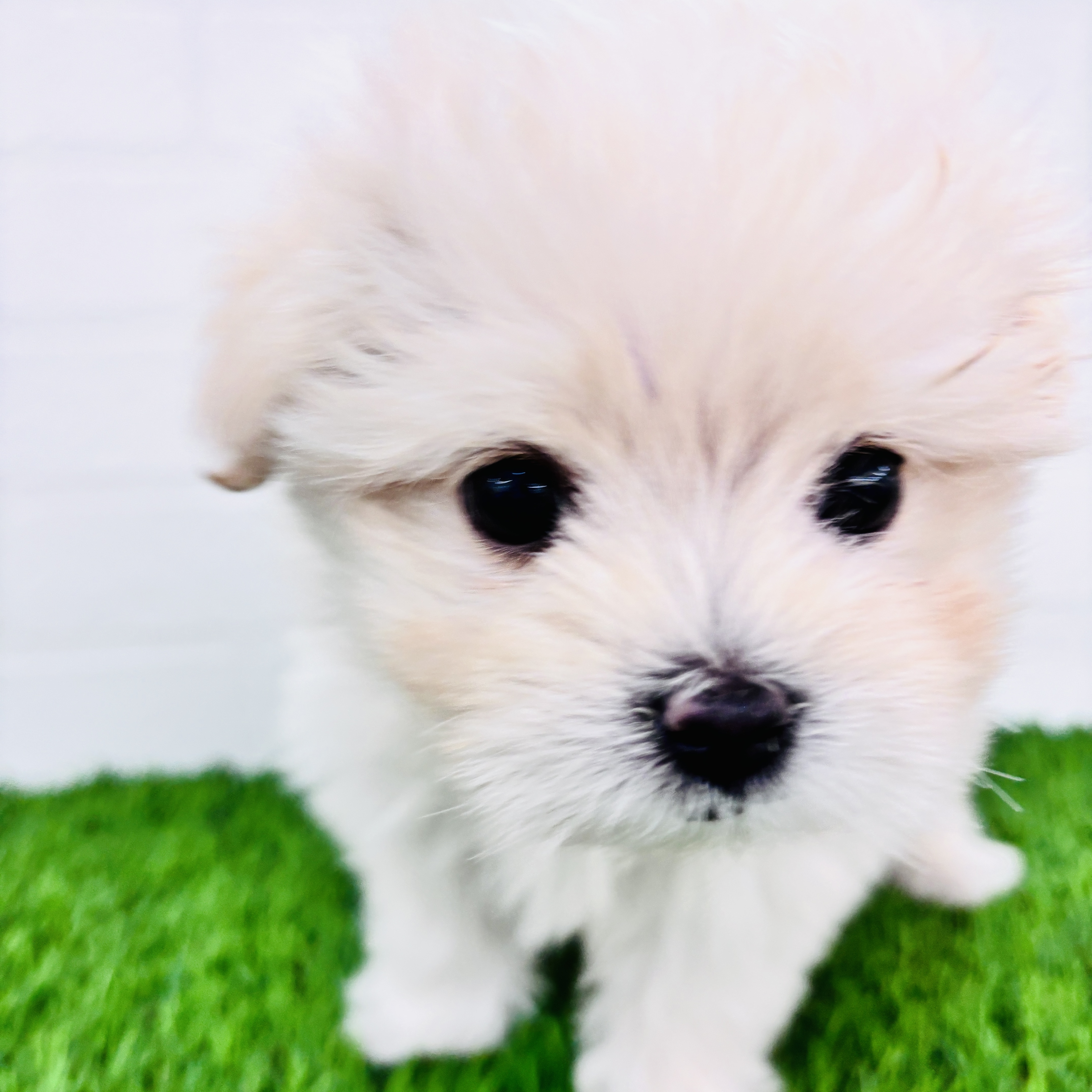 埼玉県のポメマル/マルポメ(ポメラニアン×マルチーズ) (ワンニャンハウス春日部店/2025年10月7日生まれ/女の子/クリーム)の子犬の3枚目の画像