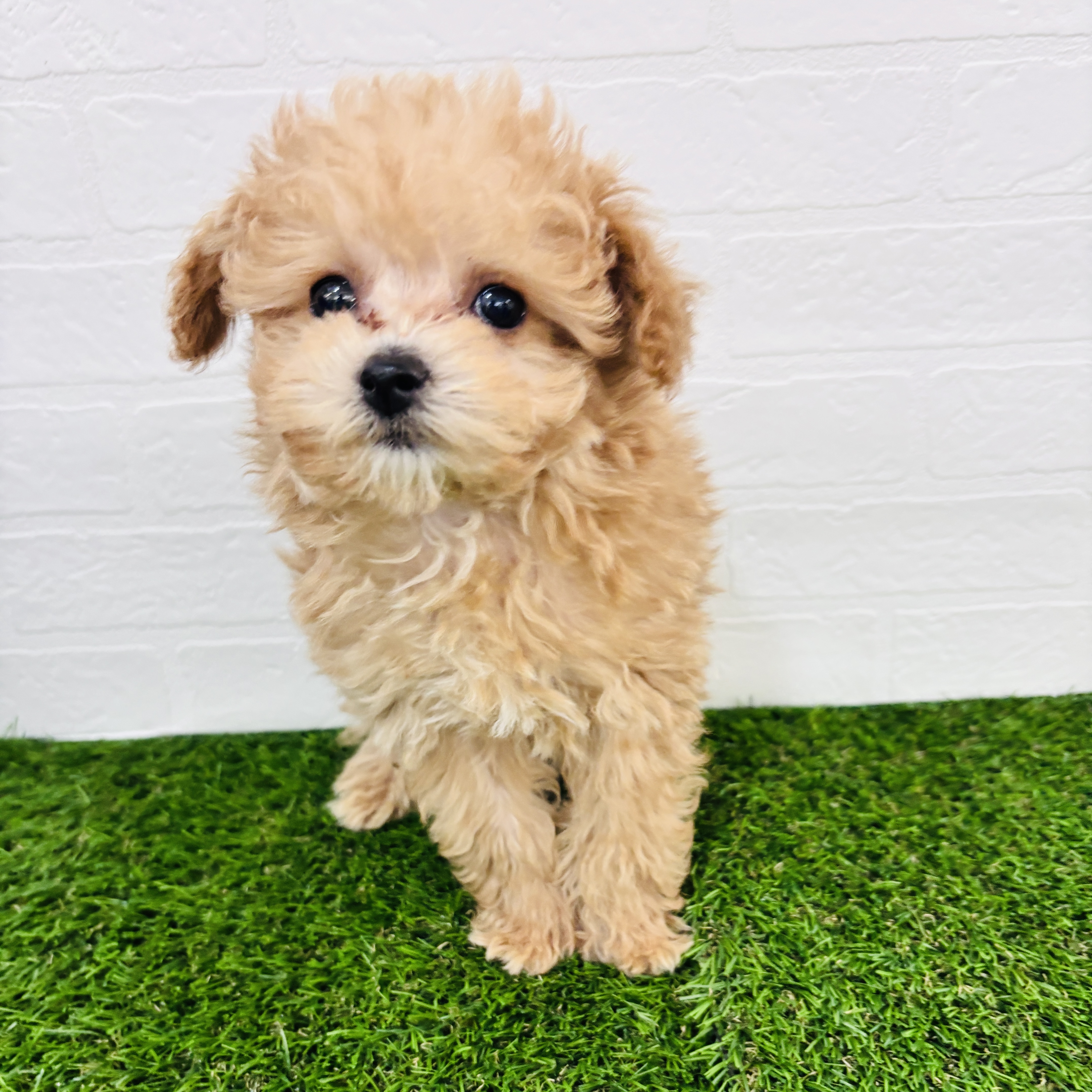 埼玉県のビションプー(ビションフリーゼ×プードル) (ワンニャンハウス春日部店/2025年9月14日生まれ/男の子/アプリコット)の子犬の1枚目の画像