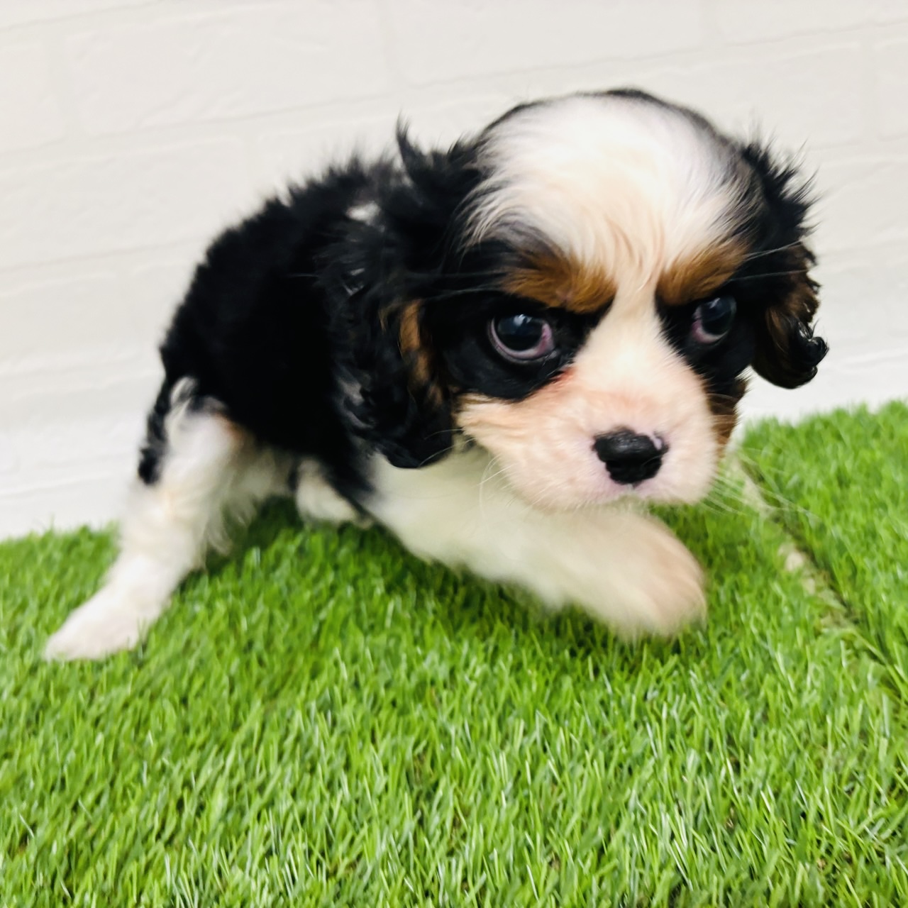 埼玉県のキャバリアキングチャールズスパニエル (ワンニャンハウス春日部店/2025年10月25日生まれ/男の子/トライカラー)の子犬の3枚目の画像