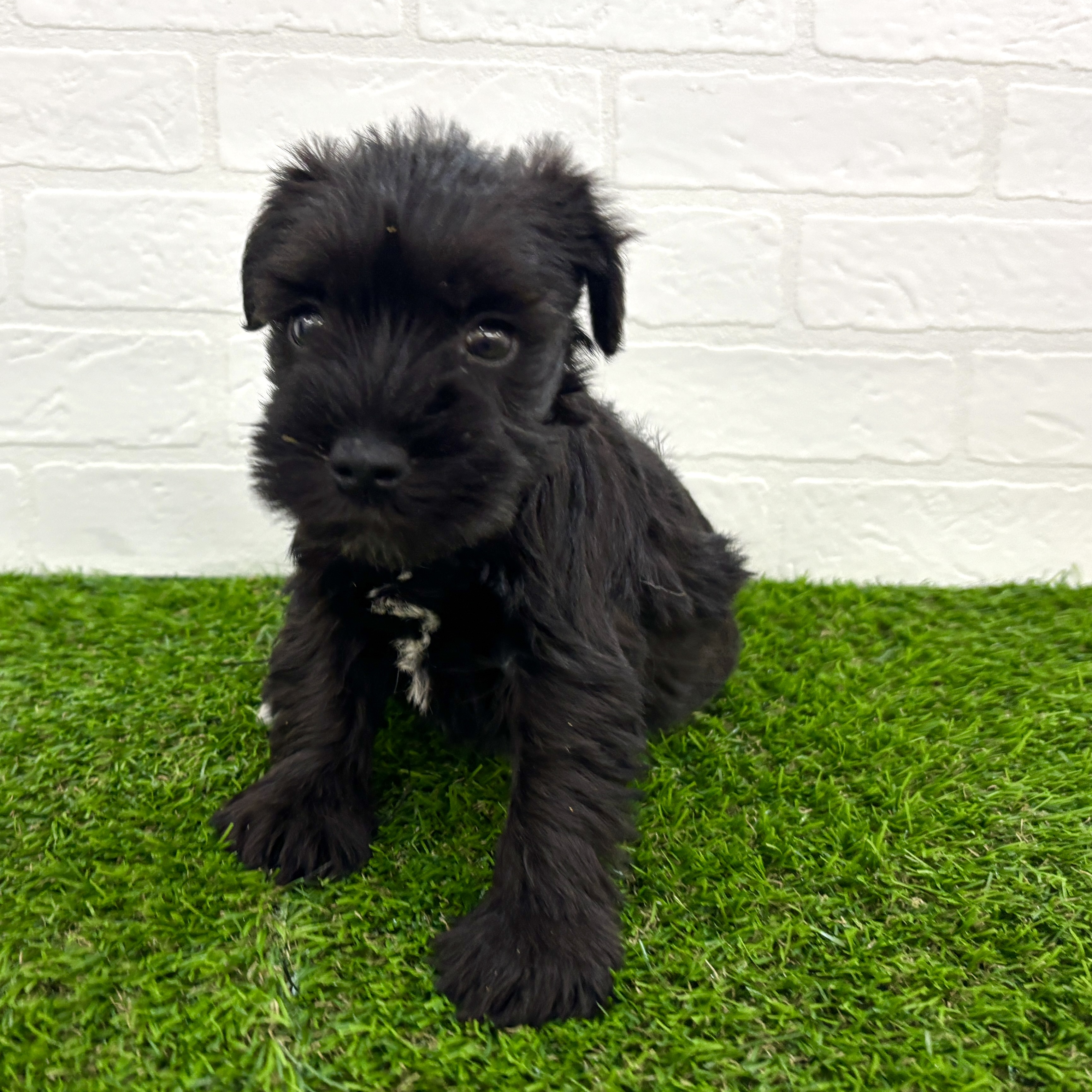 埼玉県のミニチュアシュナウザー (ワンニャンハウス春日部店/2025年9月23日生まれ/女の子/ブラックホワイト)の子犬の3枚目の画像