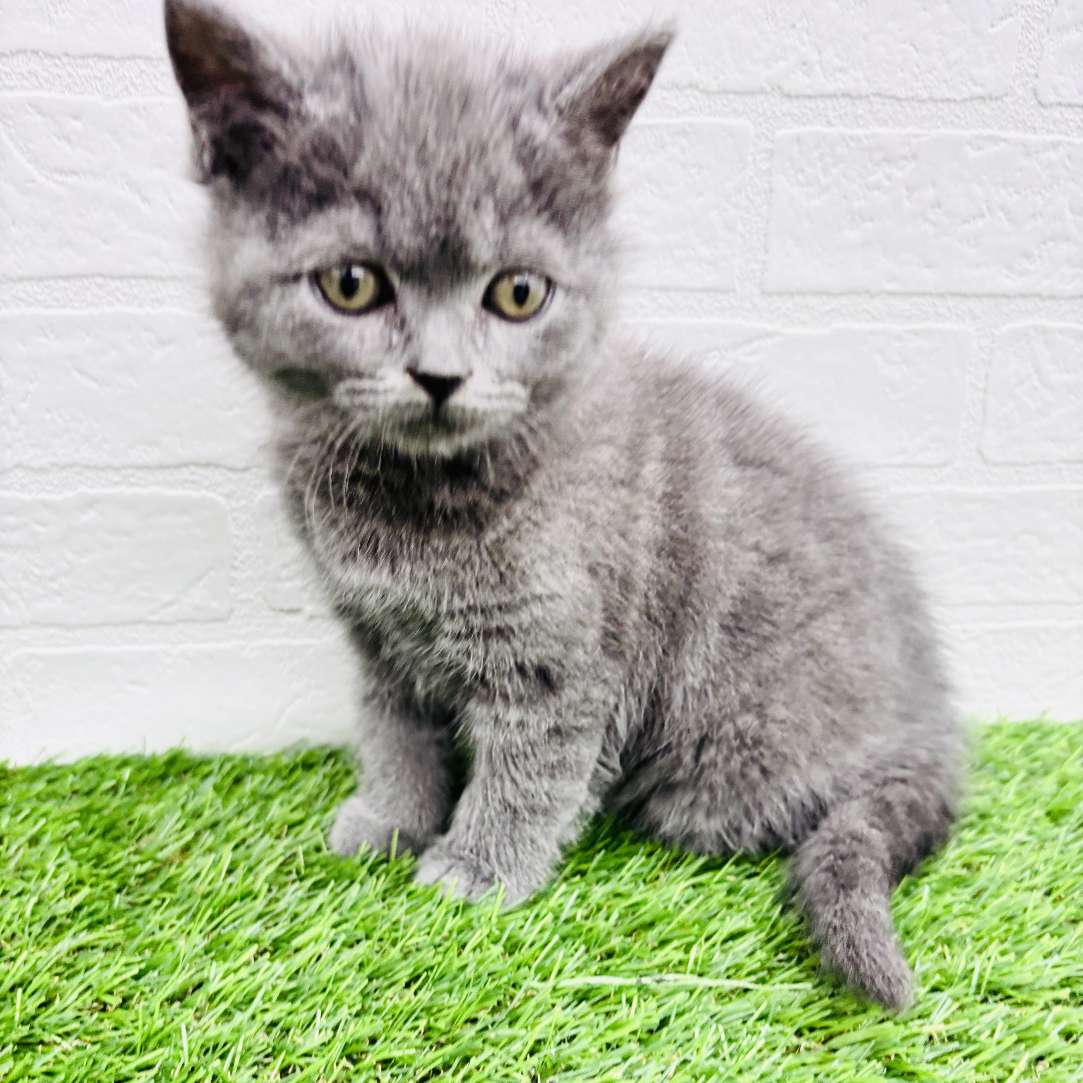 埼玉県のブリティッシュショートヘアー (ワンニャンハウス春日部店/2025年9月1日生まれ/女の子/ブルー)の子猫の3枚目の画像