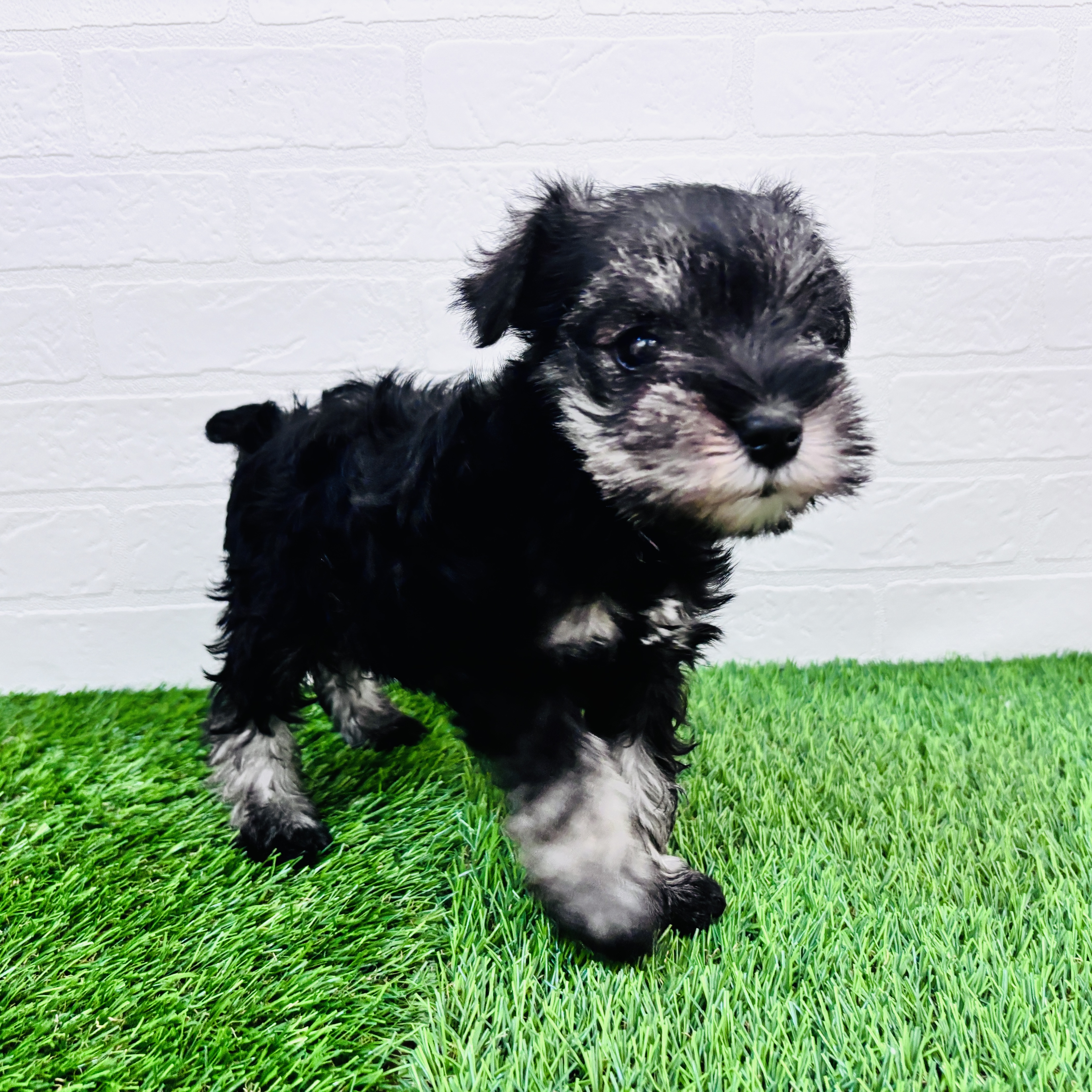 埼玉県のミニチュアシュナウザー (ワンニャンハウス春日部店/2026年1月31日生まれ/女の子/ソルトペッパー)の子犬の3枚目の画像